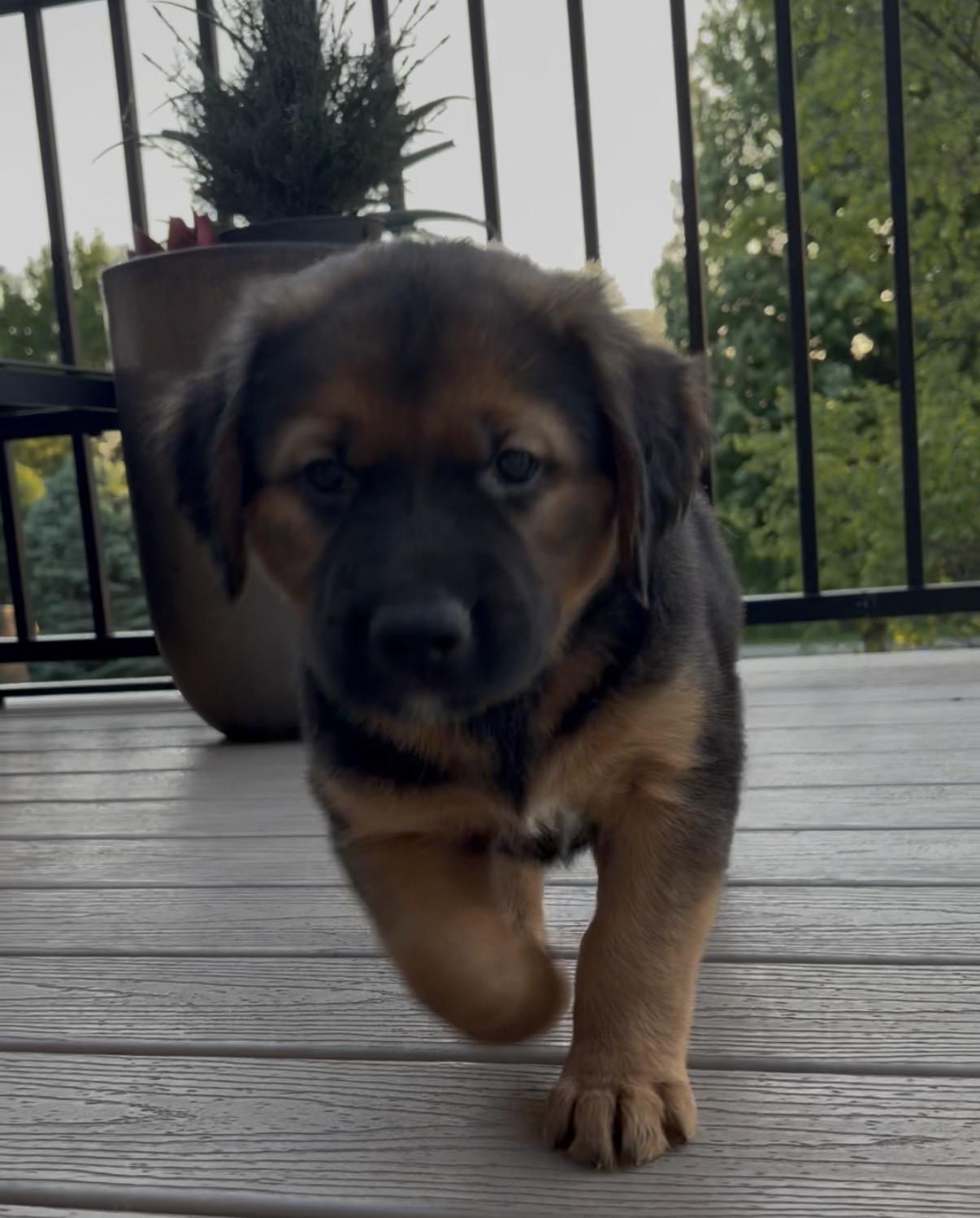 Enlarge Marley, an adopted mixed breed in Yorkville, IL image 3/3