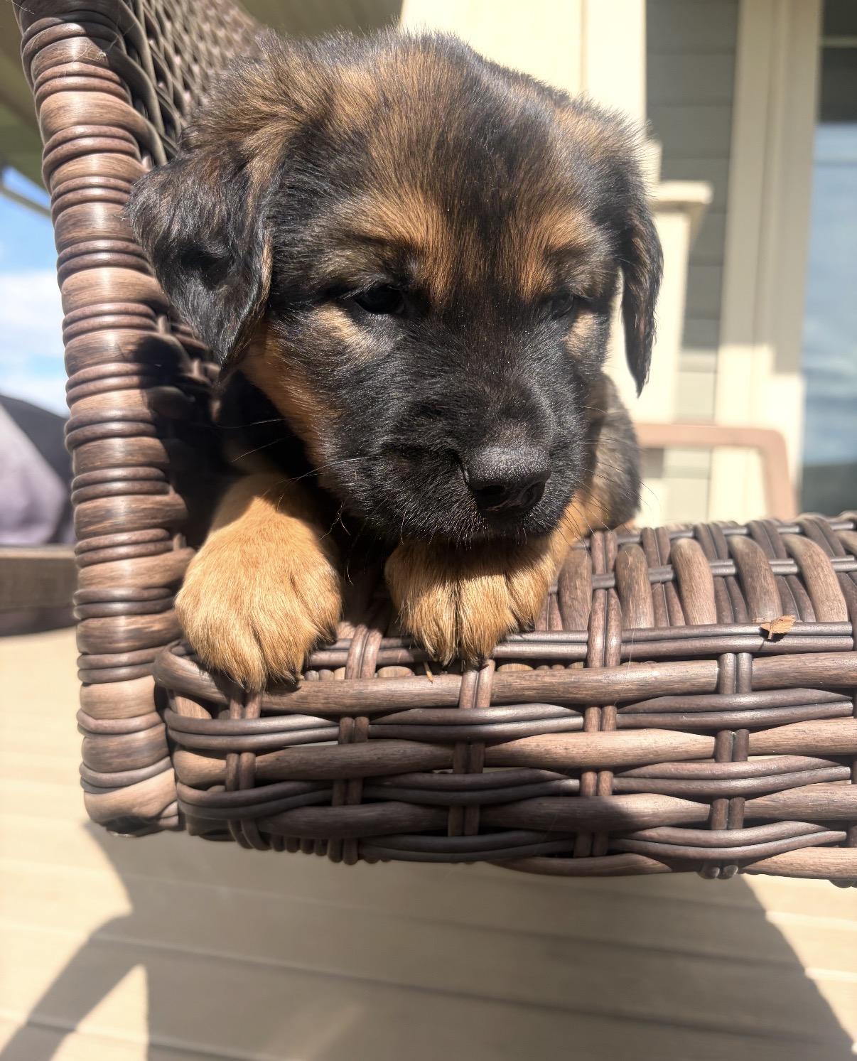 Marley, adopted, Puppy Female Retriever.