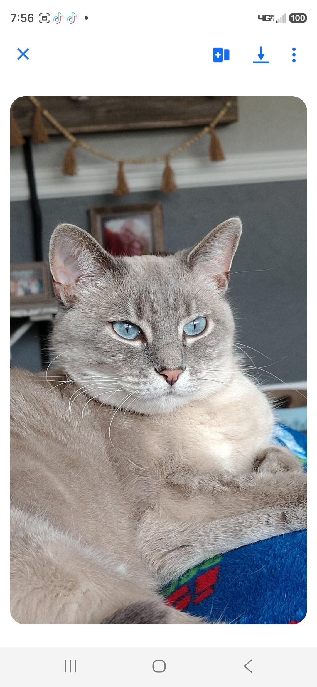 Sofie, Adoptable, Young Female Siamese.