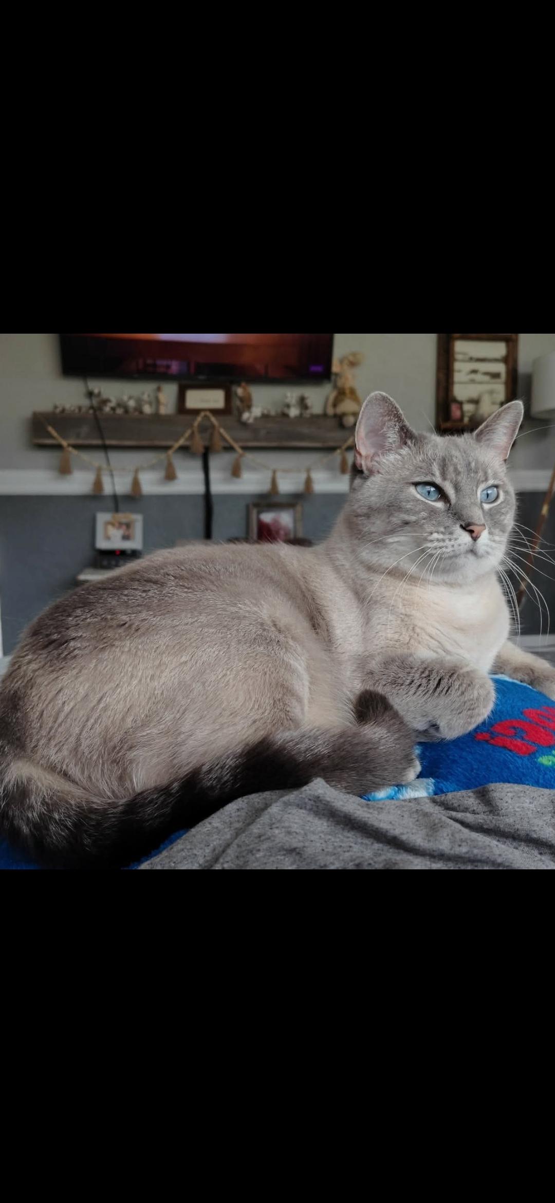 Enlarge Sofie, a Adoptable Siamese in Medford, WI image 2/2
