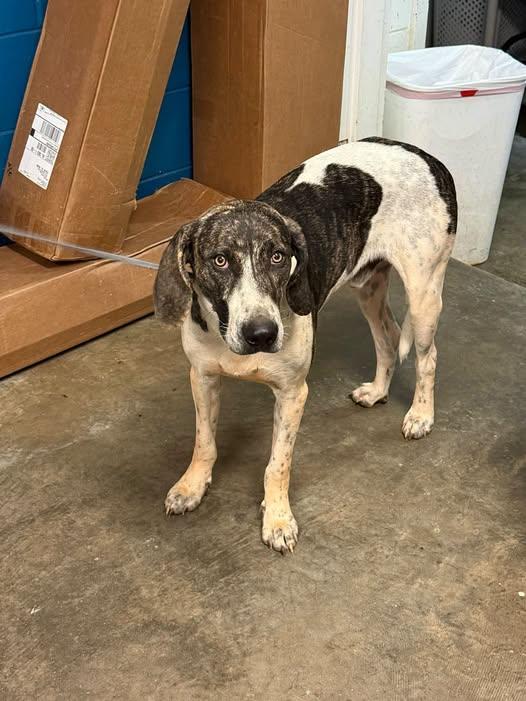 Jason, Adoptable, Young Male Hound.