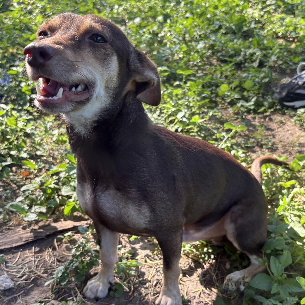 Rufino, a Adoptable mixed breed in Laredo, TX image 1/2