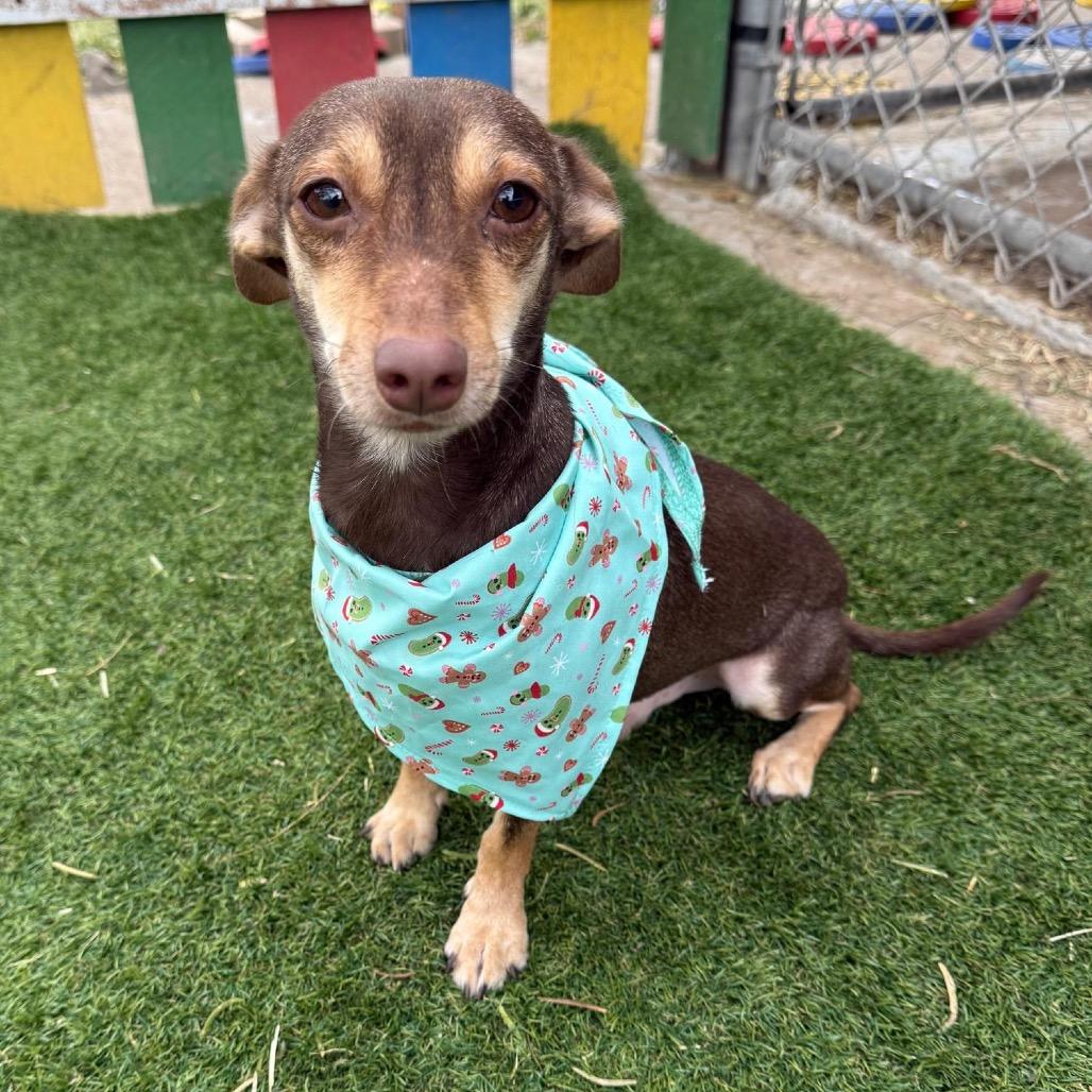 Rufino, a Adoptable mixed breed in Laredo, TX image 2/2