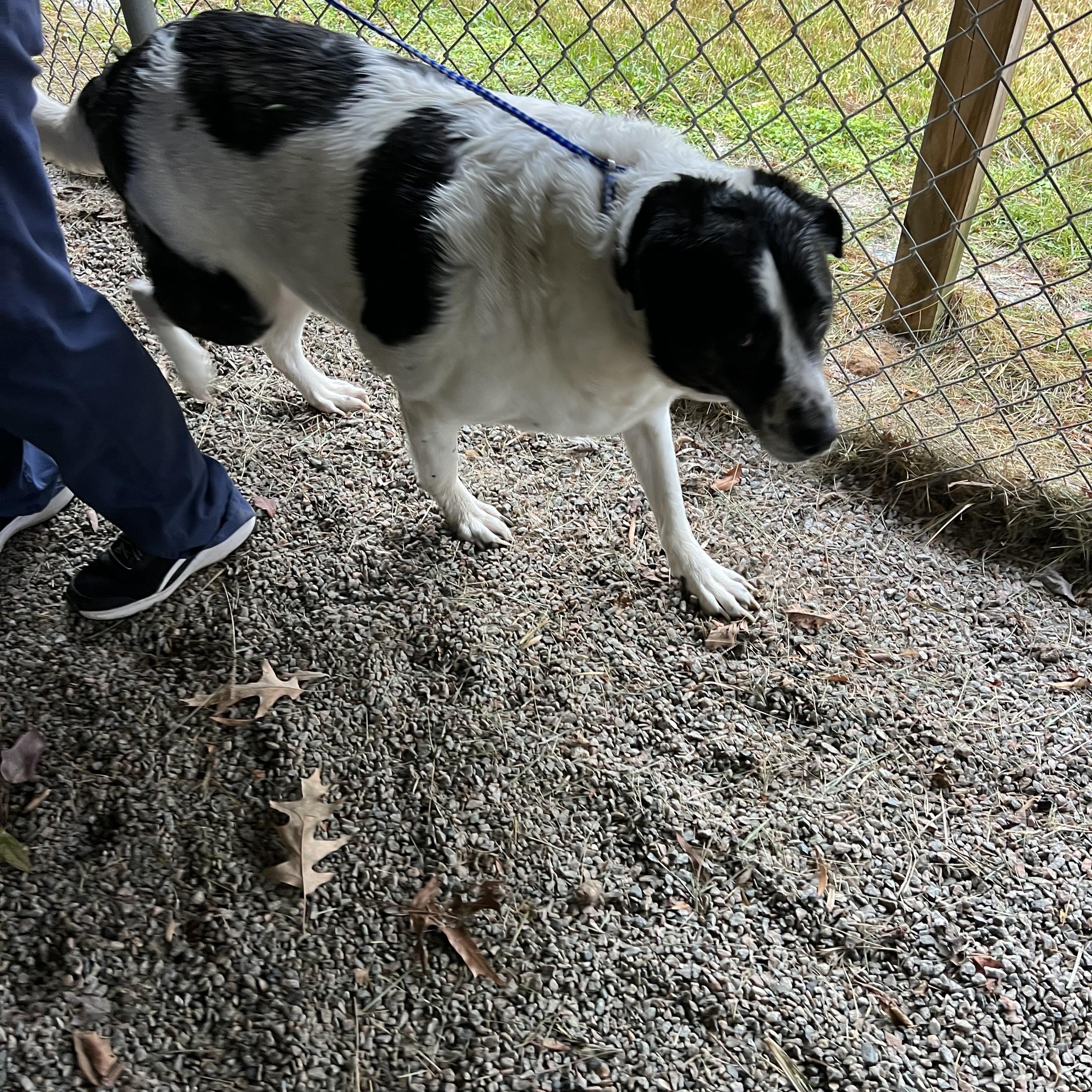 Char114250A, a ADOPTABLE mixed breed in Rocky Mount, NC image 1/2