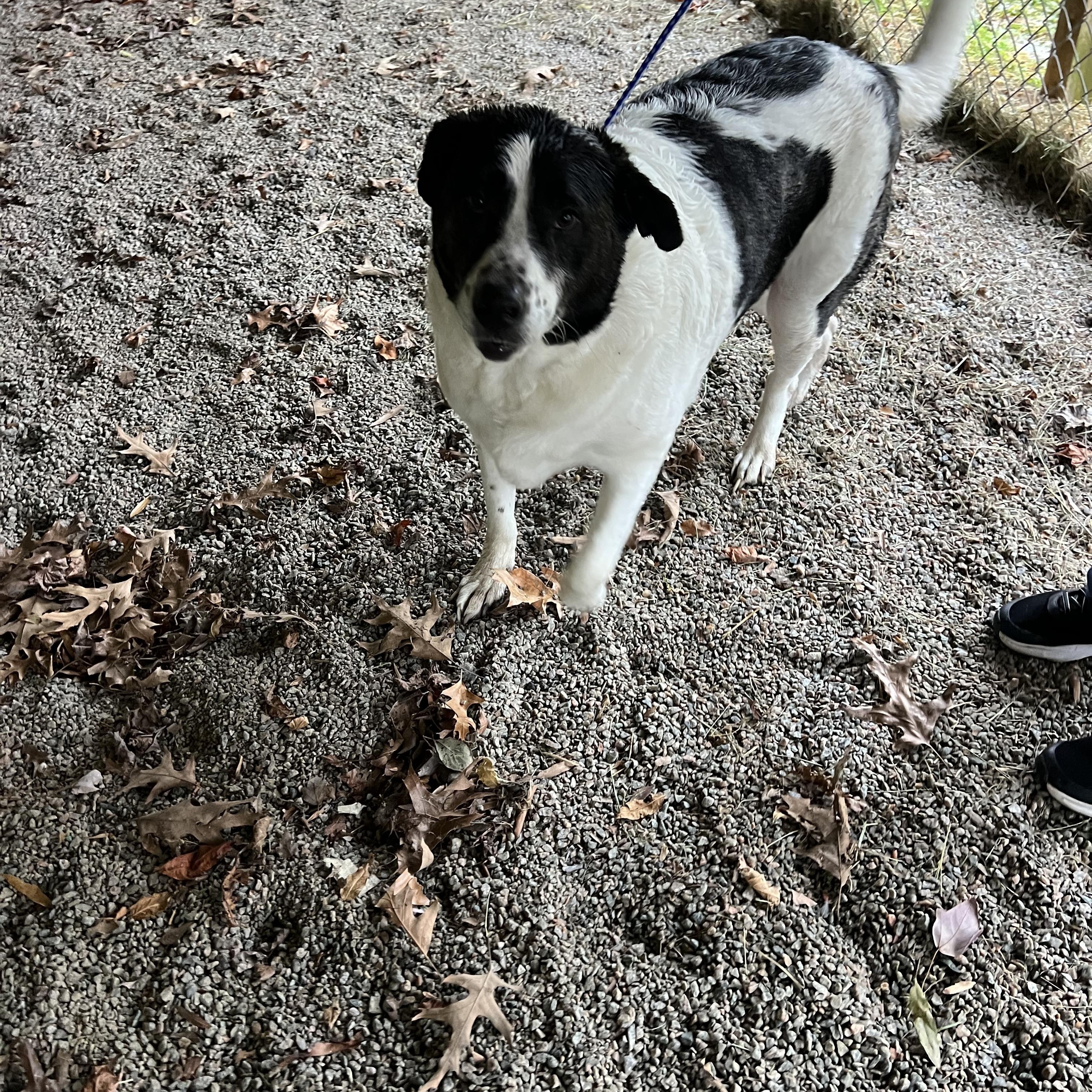 Char114250A, a ADOPTABLE mixed breed in Rocky Mount, NC image 2/2