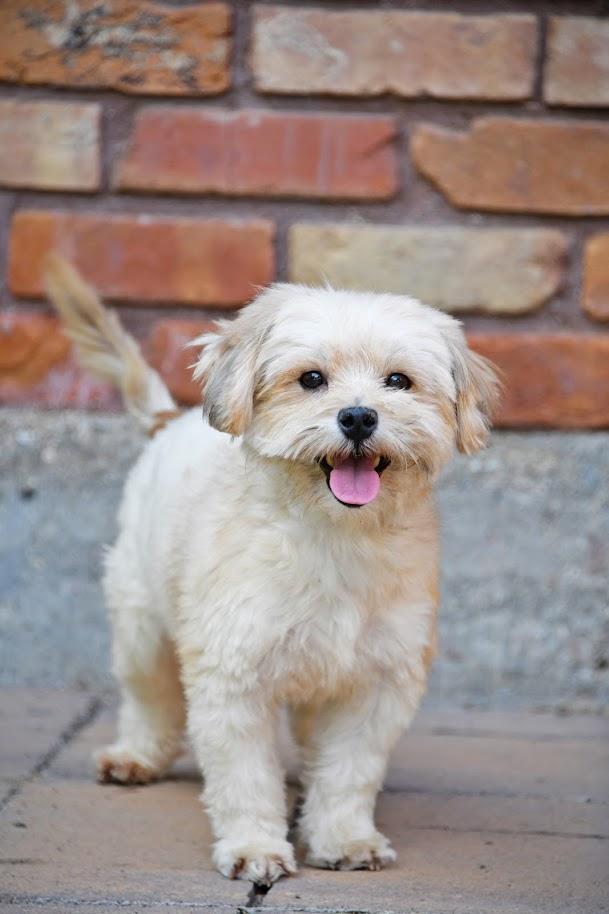 Ready Freddy, Adopted, Adult Male Shih Tzu.