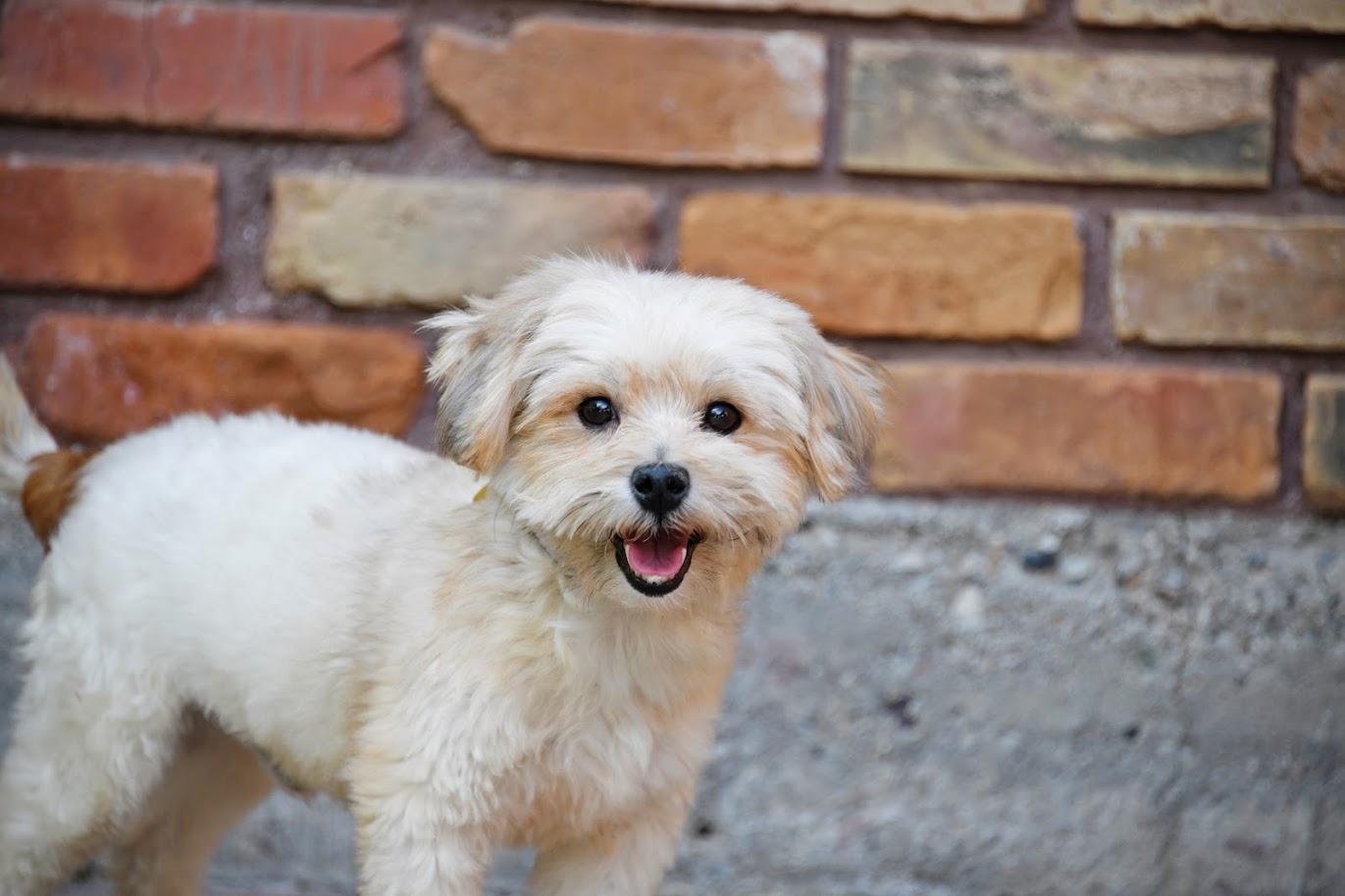 Enlarge Ready Freddy, a Adopted Shih Tzu in Salt Lake City, UT image 2/3