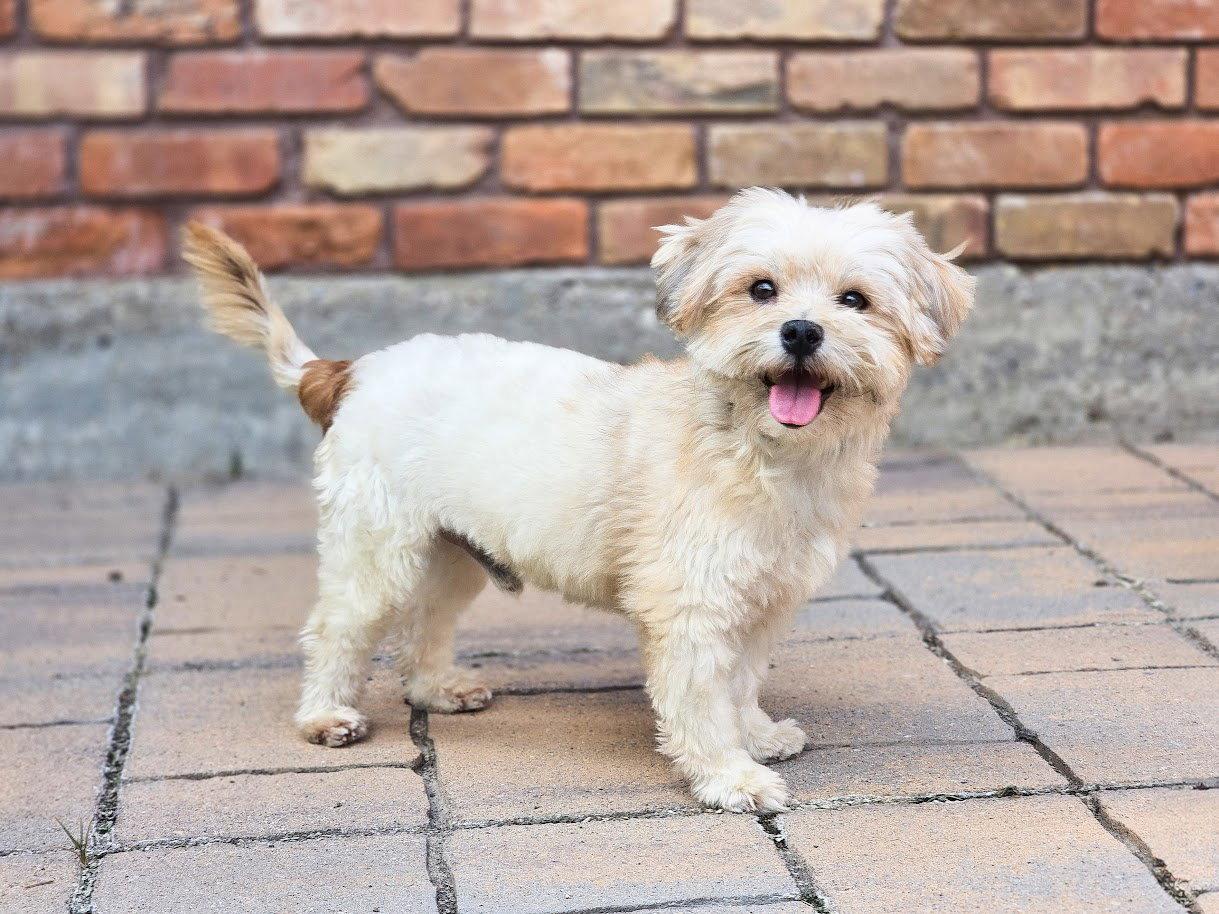 Enlarge Ready Freddy, a Adopted Shih Tzu in Salt Lake City, UT image 3/3