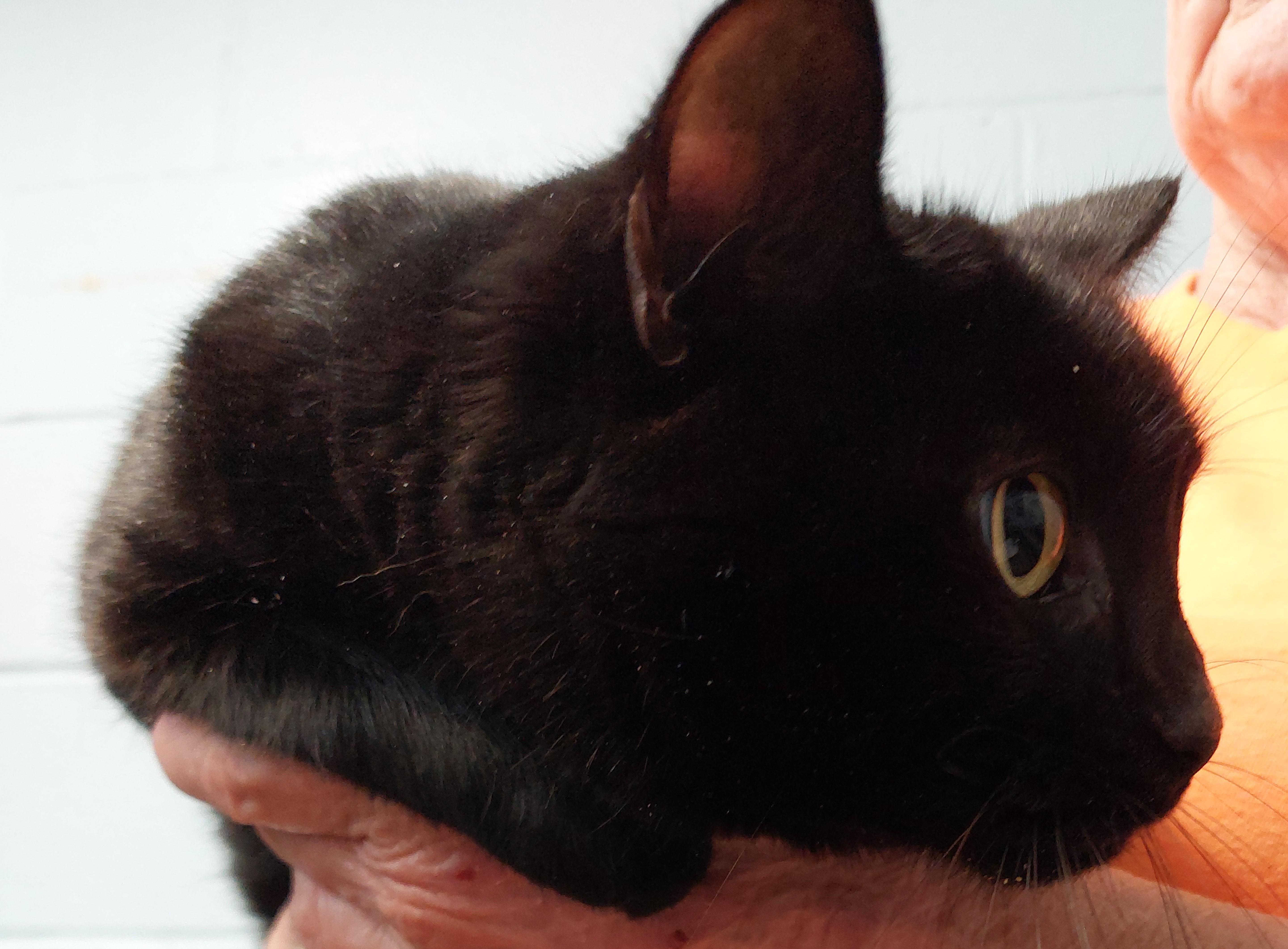 Onyx, Adopted, Adult Male Domestic Short Hair.