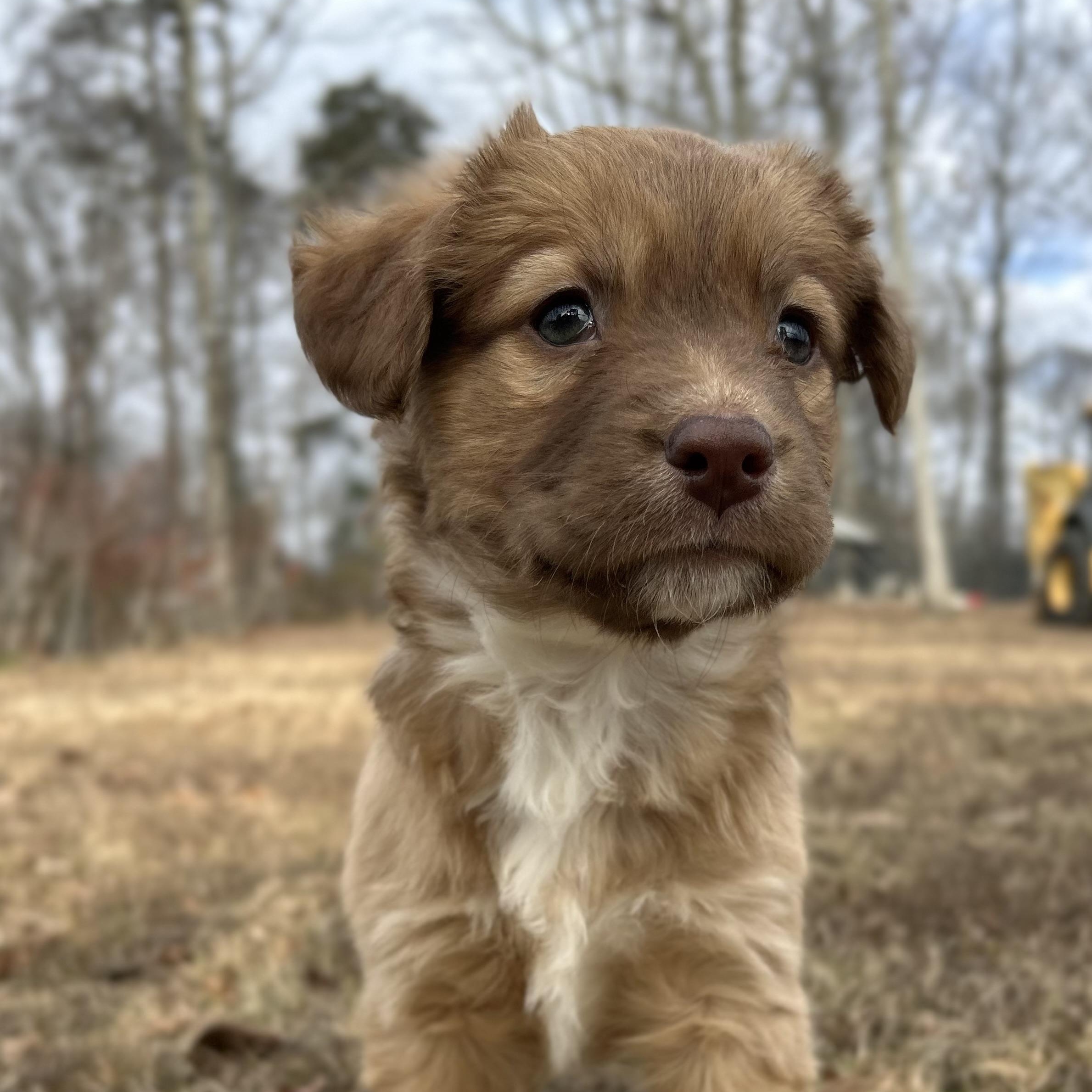 Enlarge Ginger, a Adoptable mixed breed in Hartford, CT image 5/6
