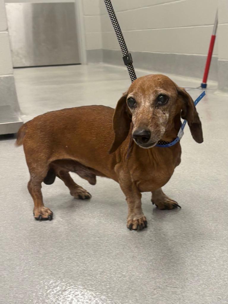 Enlarge Plums, a Adopted Dachshund in Chillicothe, OH image 1/1