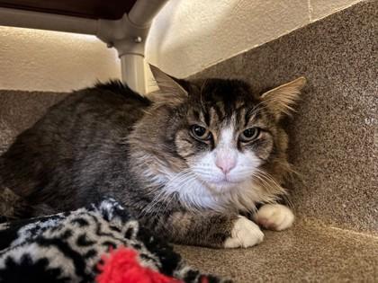 Enlarge Chomper, a Adoptable mixed breed in Everett, WA image 1/1