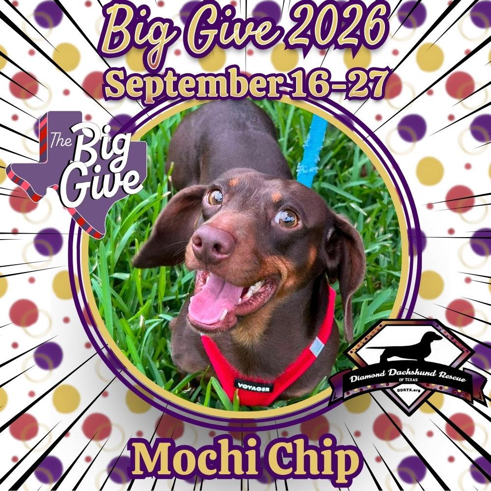 Mochi Chip, Adopted, Adult Male Dachshund.