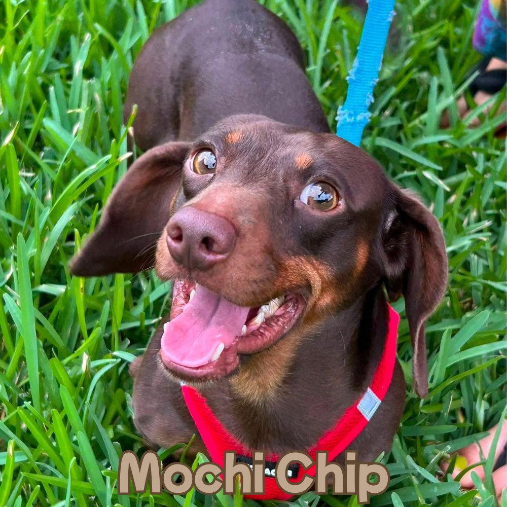 Enlarge Mochi Chip, a Adopted Dachshund in San Antonio, TX image 2/3