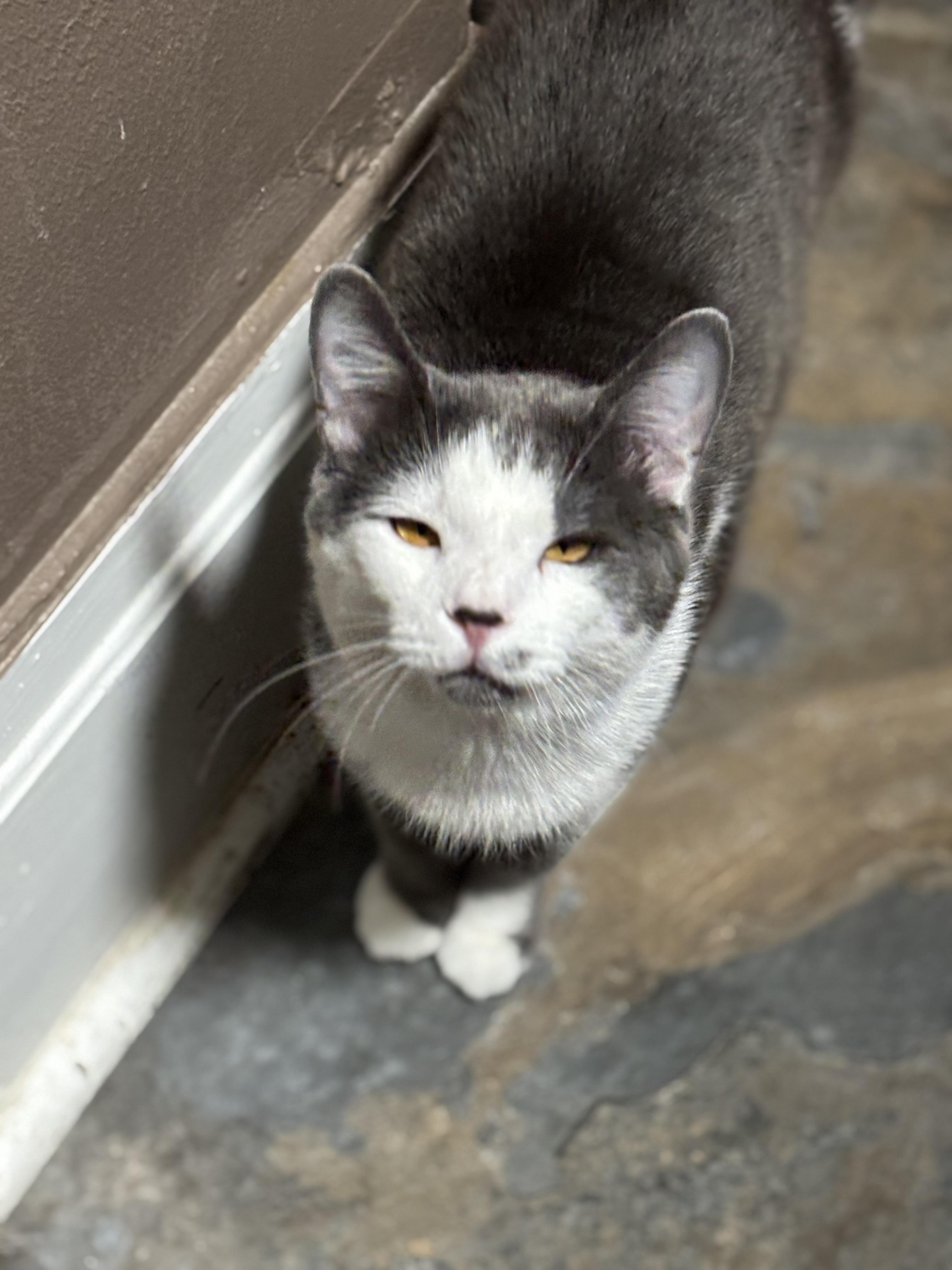 Enlarge JOSE, a Adoptable Domestic Short Hair in Pittsburgh, PA image 3/4