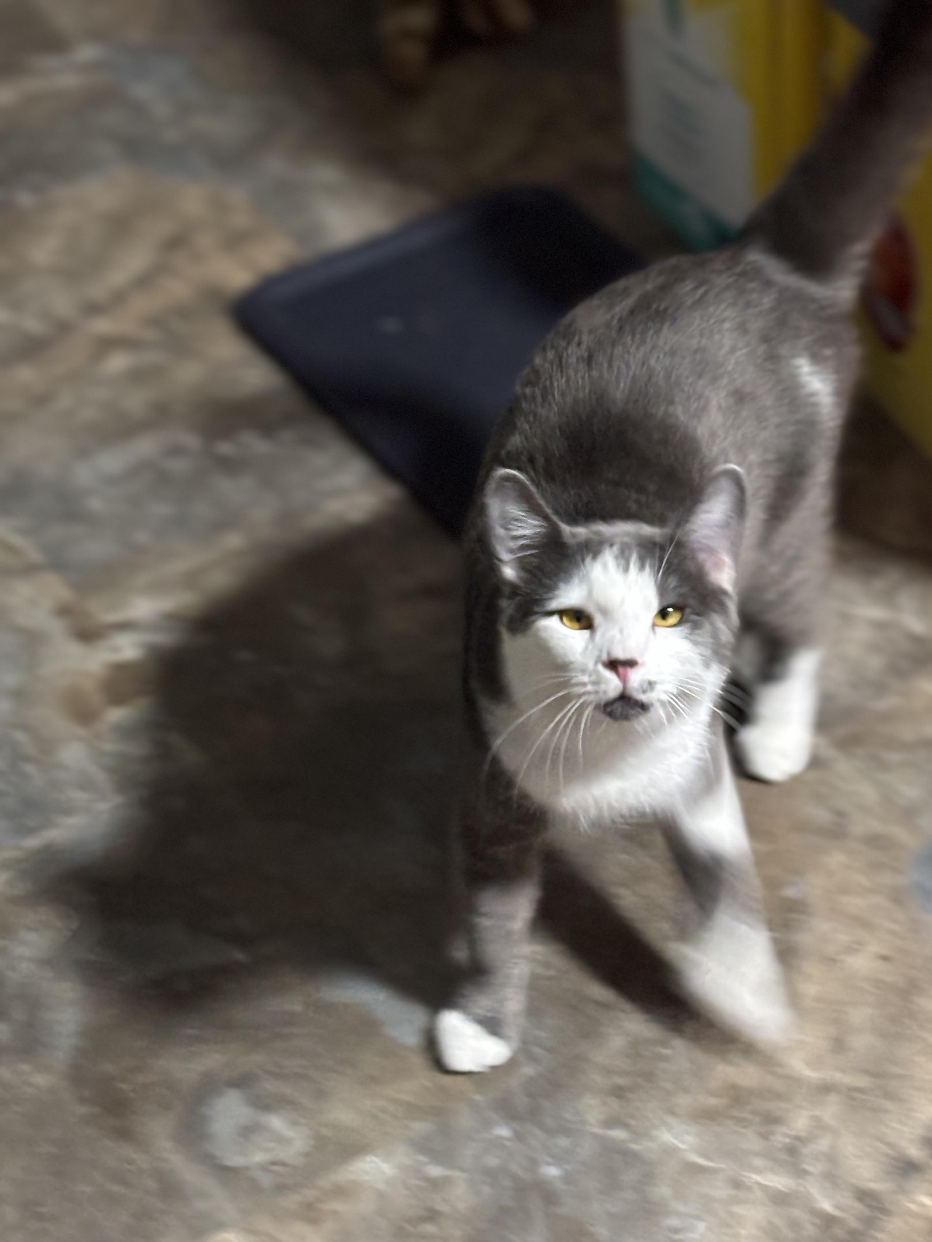 Enlarge JOSE, a Adoptable Domestic Short Hair in Pittsburgh, PA image 4/4