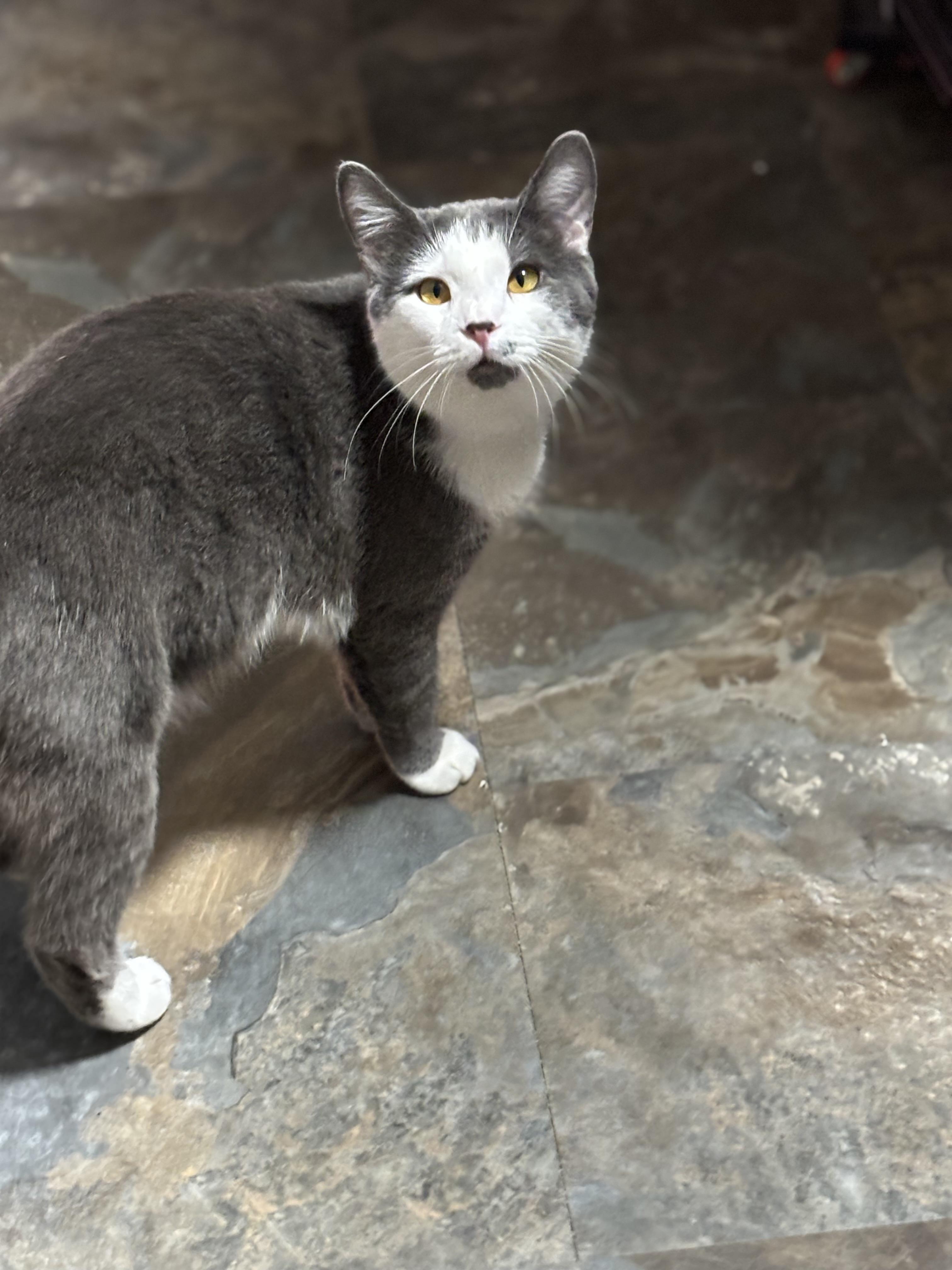 JOSE, Adoptable, Adult Male Domestic Short Hair.