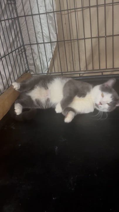 Enlarge JOSE, a Adoptable Domestic Short Hair in Pittsburgh, PA video 2/4