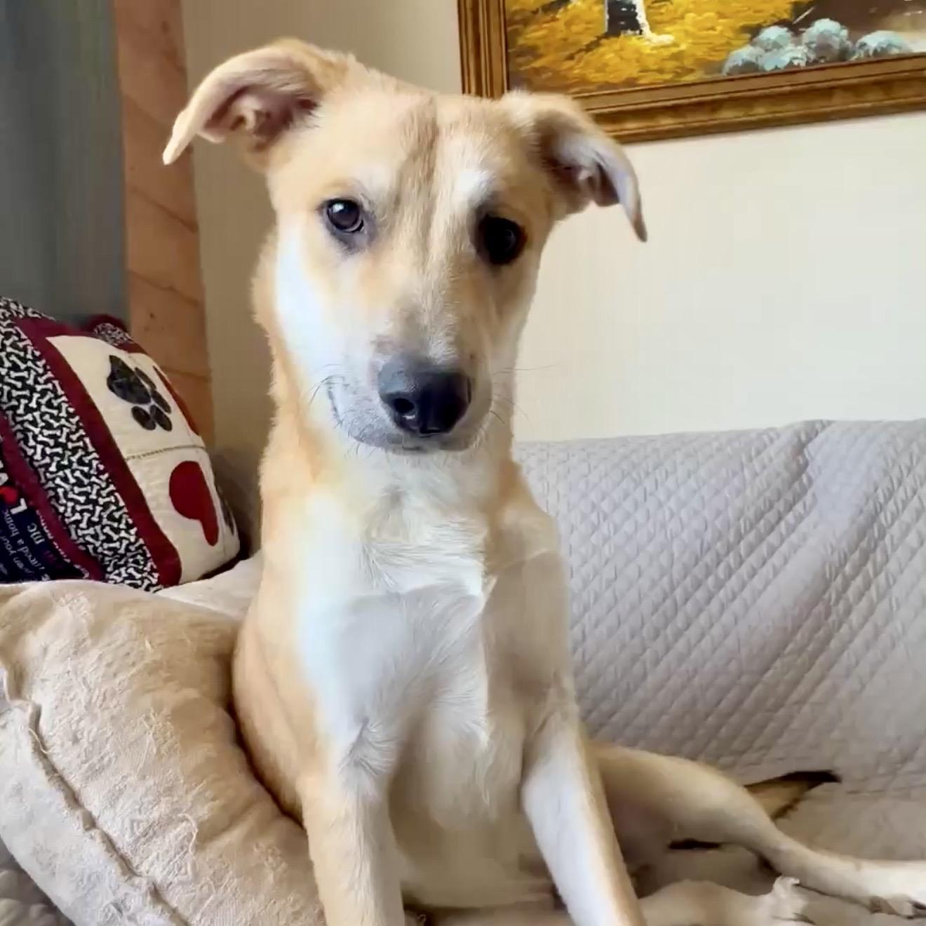 Steve, ADOPTABLE, Adult Male Carolina Dog & Australian Cattle Dog / Blue Heeler.