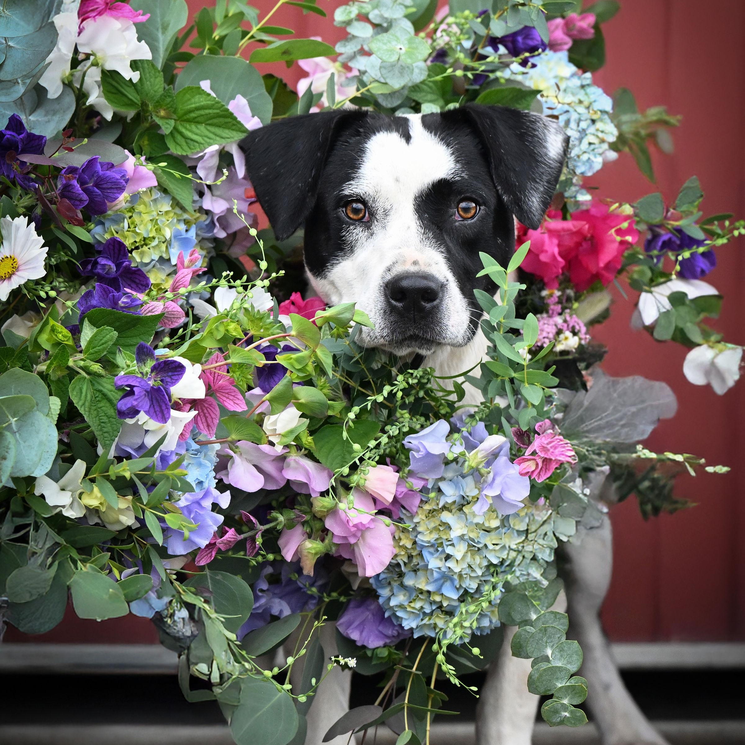Foxy, a Adoptable mixed breed in Ferndale, WA image 4/6