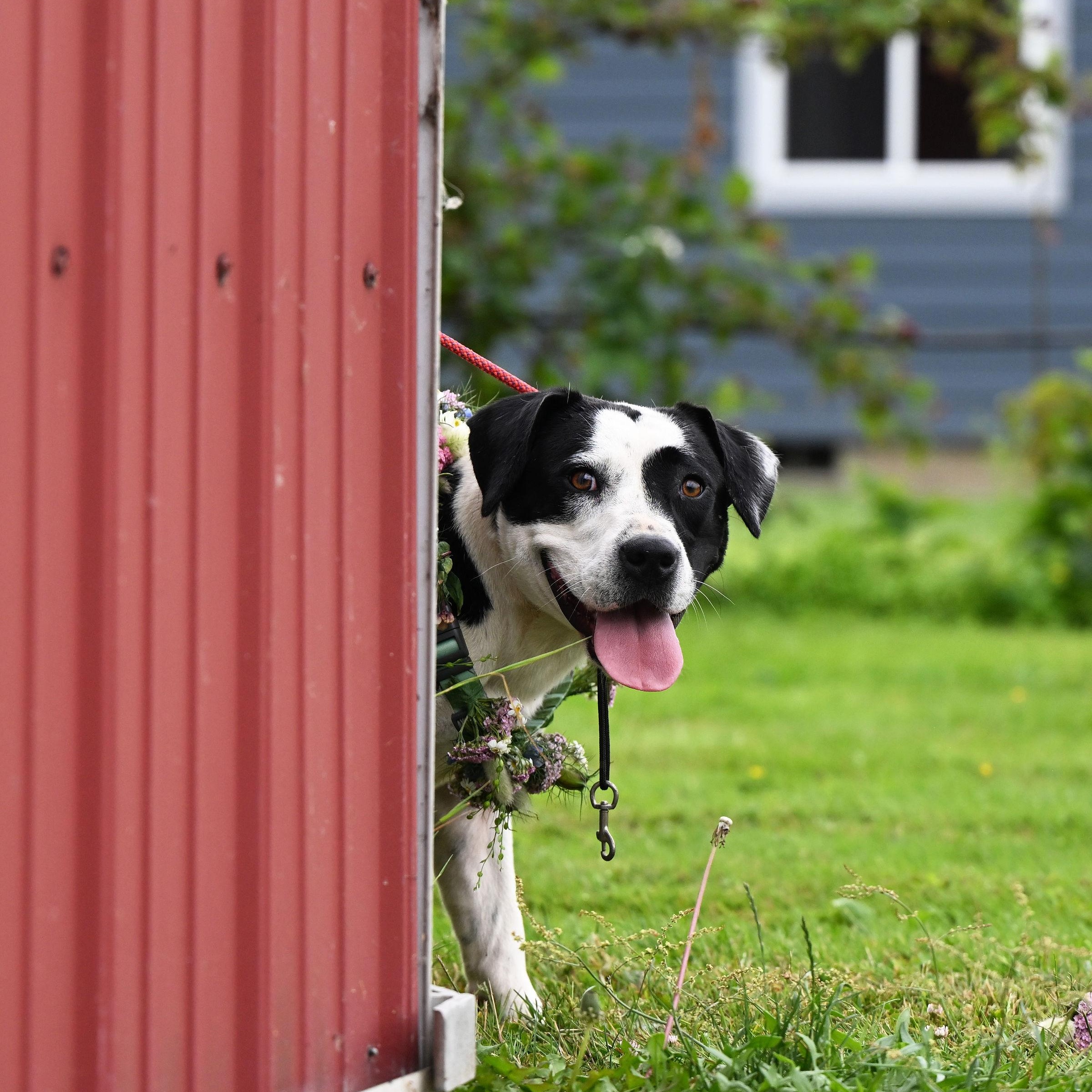 Foxy, a Adoptable mixed breed in Ferndale, WA image 5/6