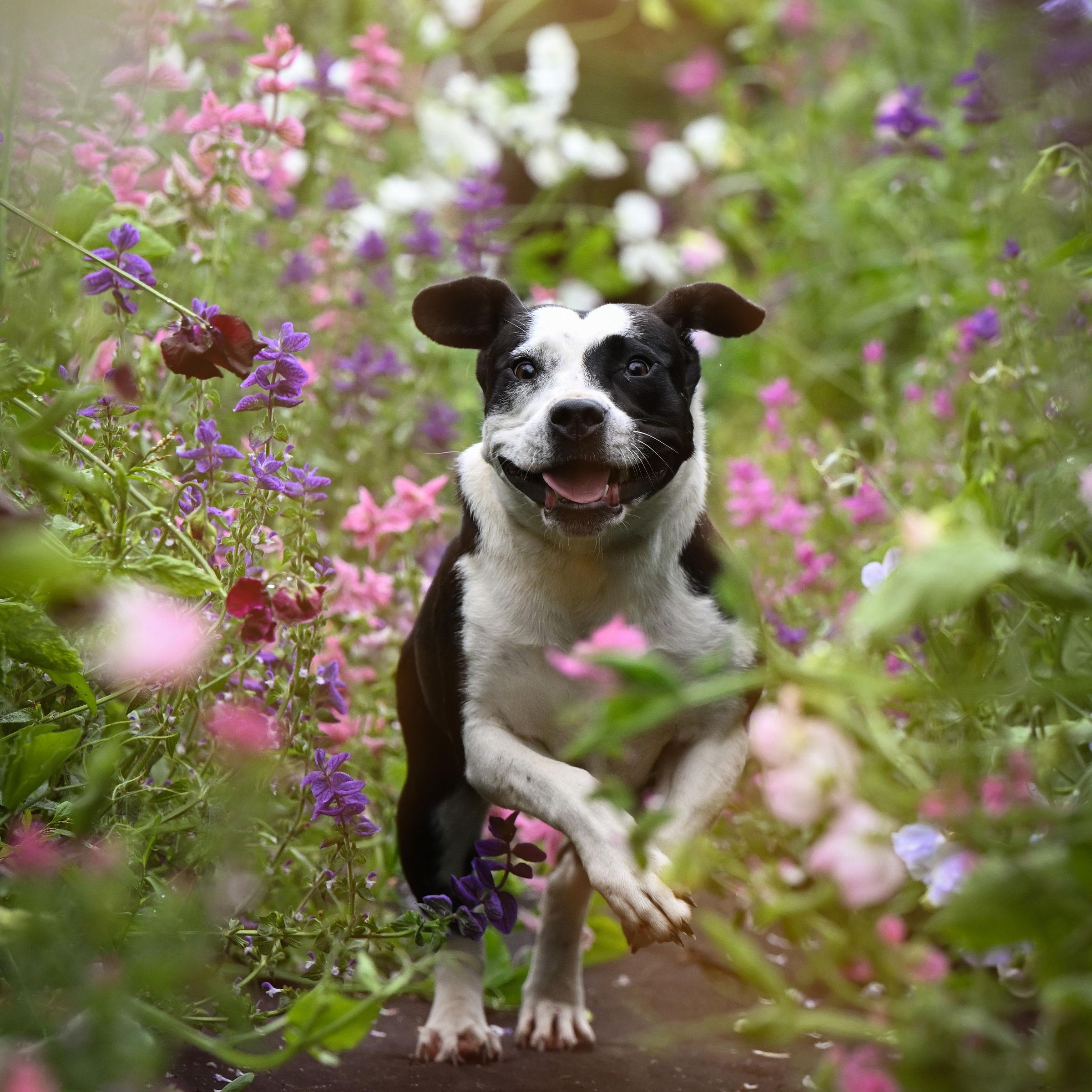 Foxy, Adoptable, Adult Female Pit Bull Terrier.