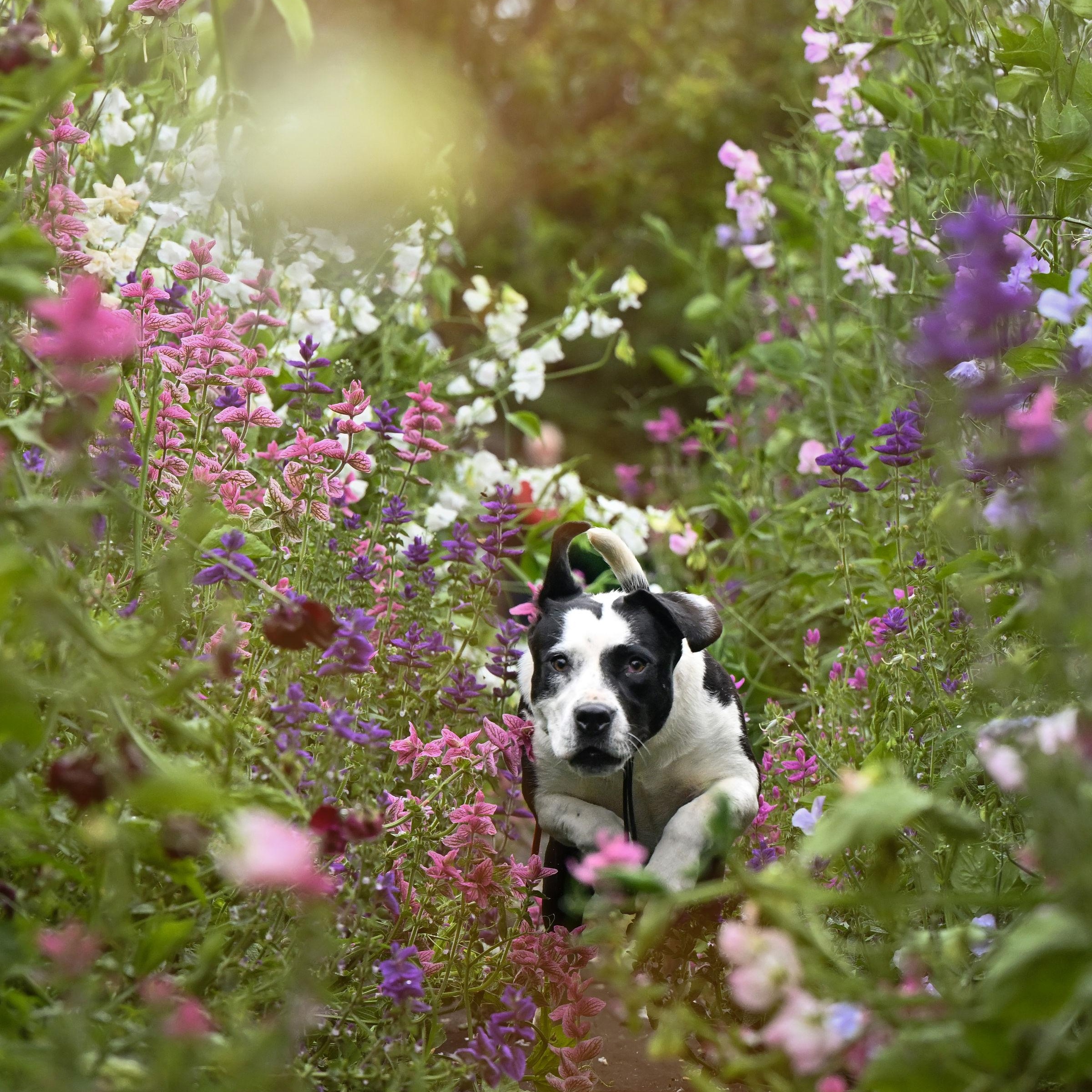 Foxy, a Adoptable mixed breed in Ferndale, WA image 6/6