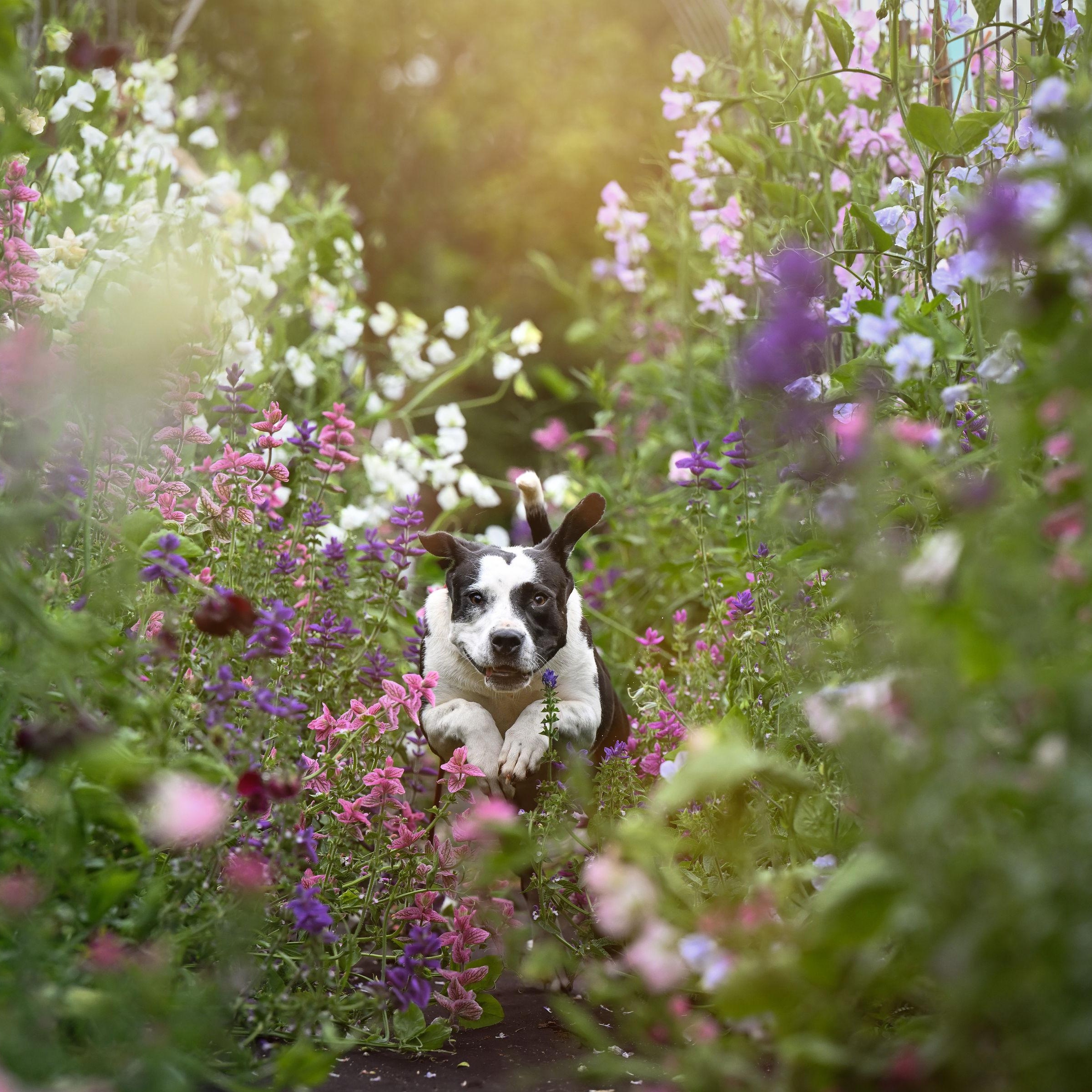 Foxy, a Adoptable mixed breed in Ferndale, WA image 3/6