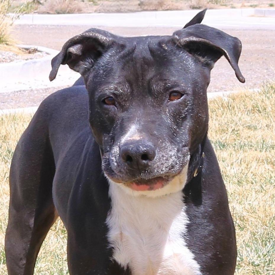 Lil bear (Busta Rhymes), Adoptable, Adult Male Pit Bull Terrier.