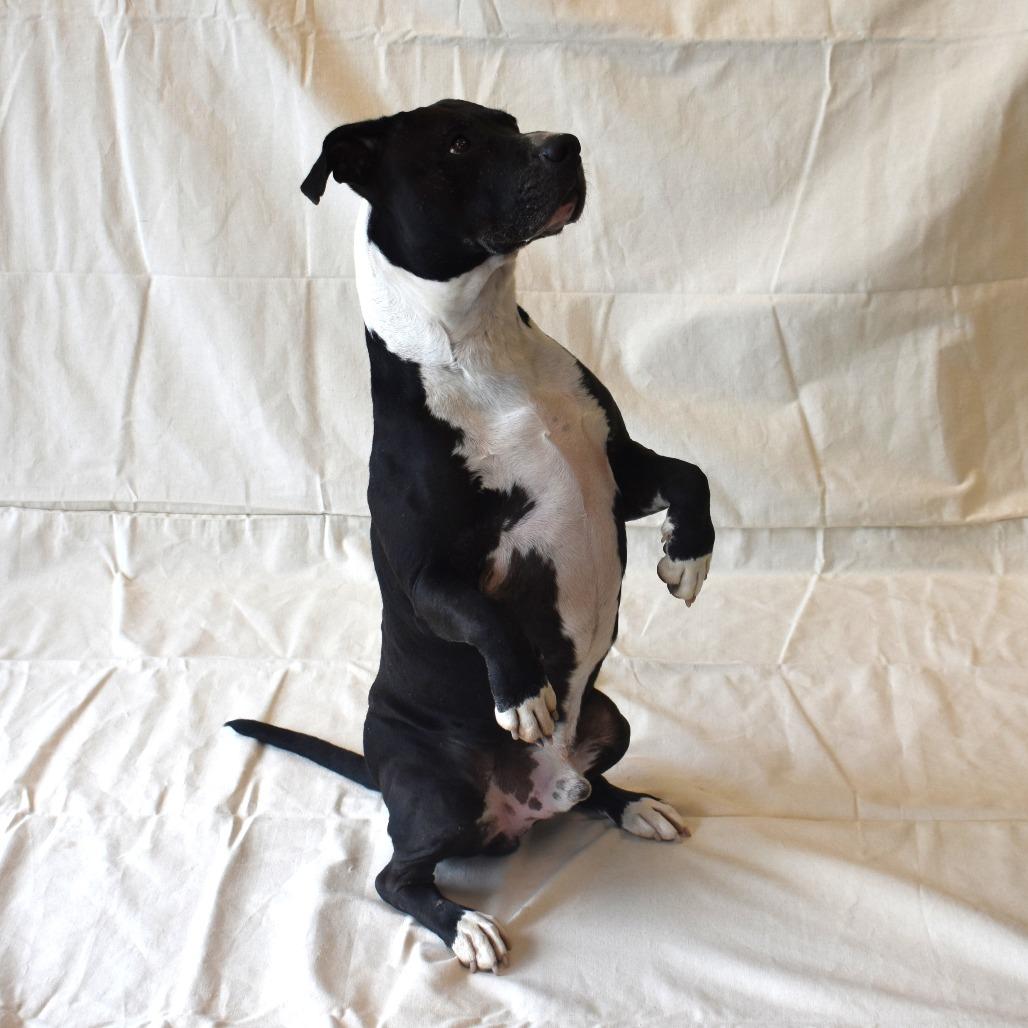 Enlarge Lil bear (Busta Rhymes), a Adoptable Pit Bull Terrier in Rifle, CO image 3/6