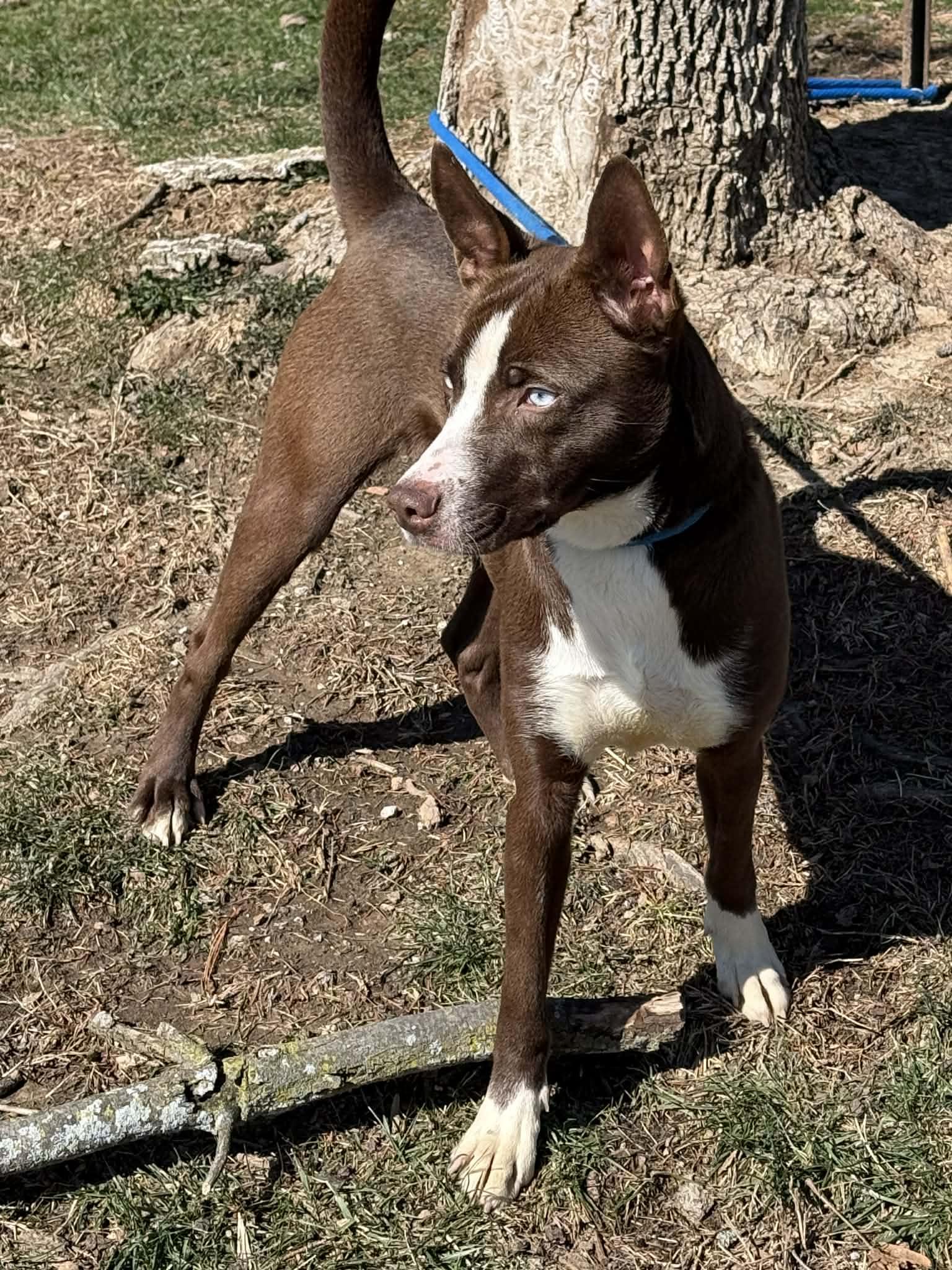 Enlarge Reba, an adopted mixed breed in Springfield, IL image 2/3