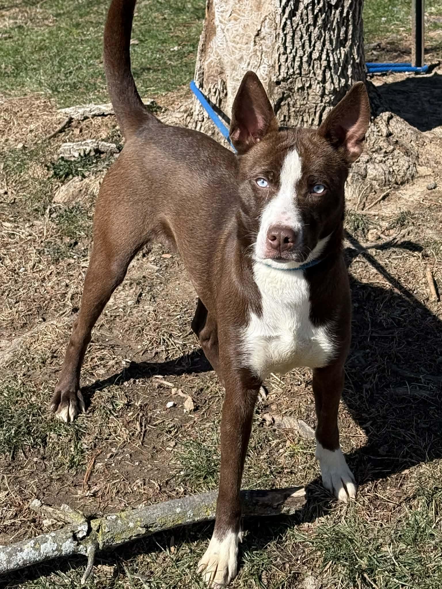 Reba, adopted, Young Female Husky.