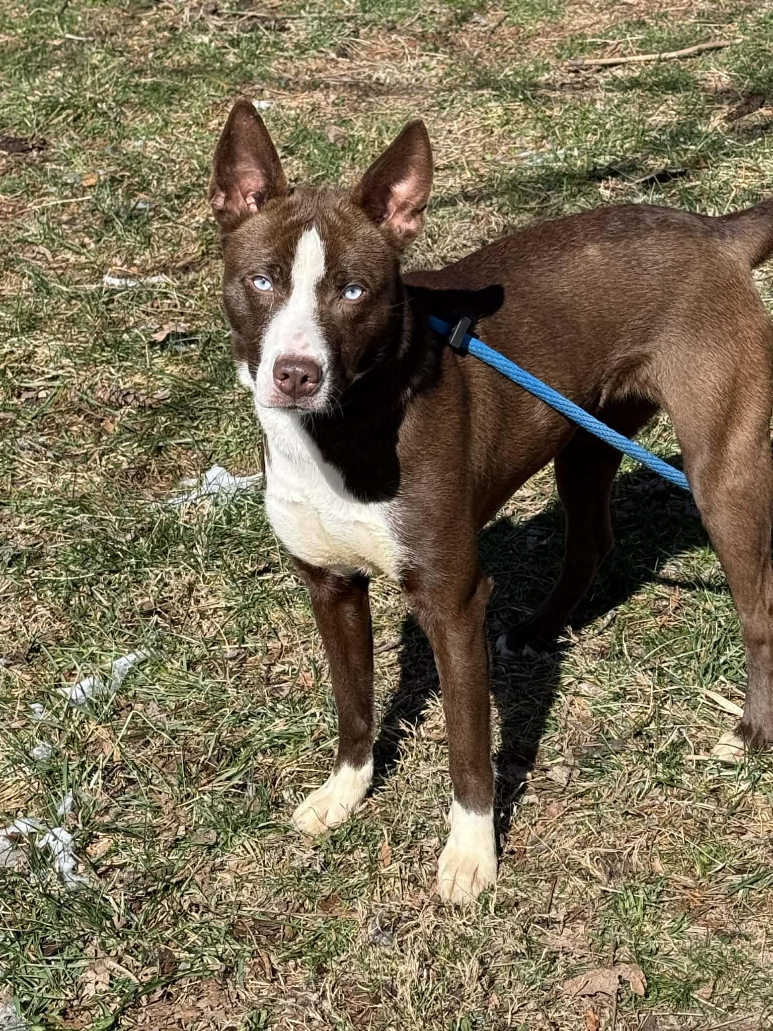 Enlarge Reba, an adopted mixed breed in Springfield, IL image 3/3