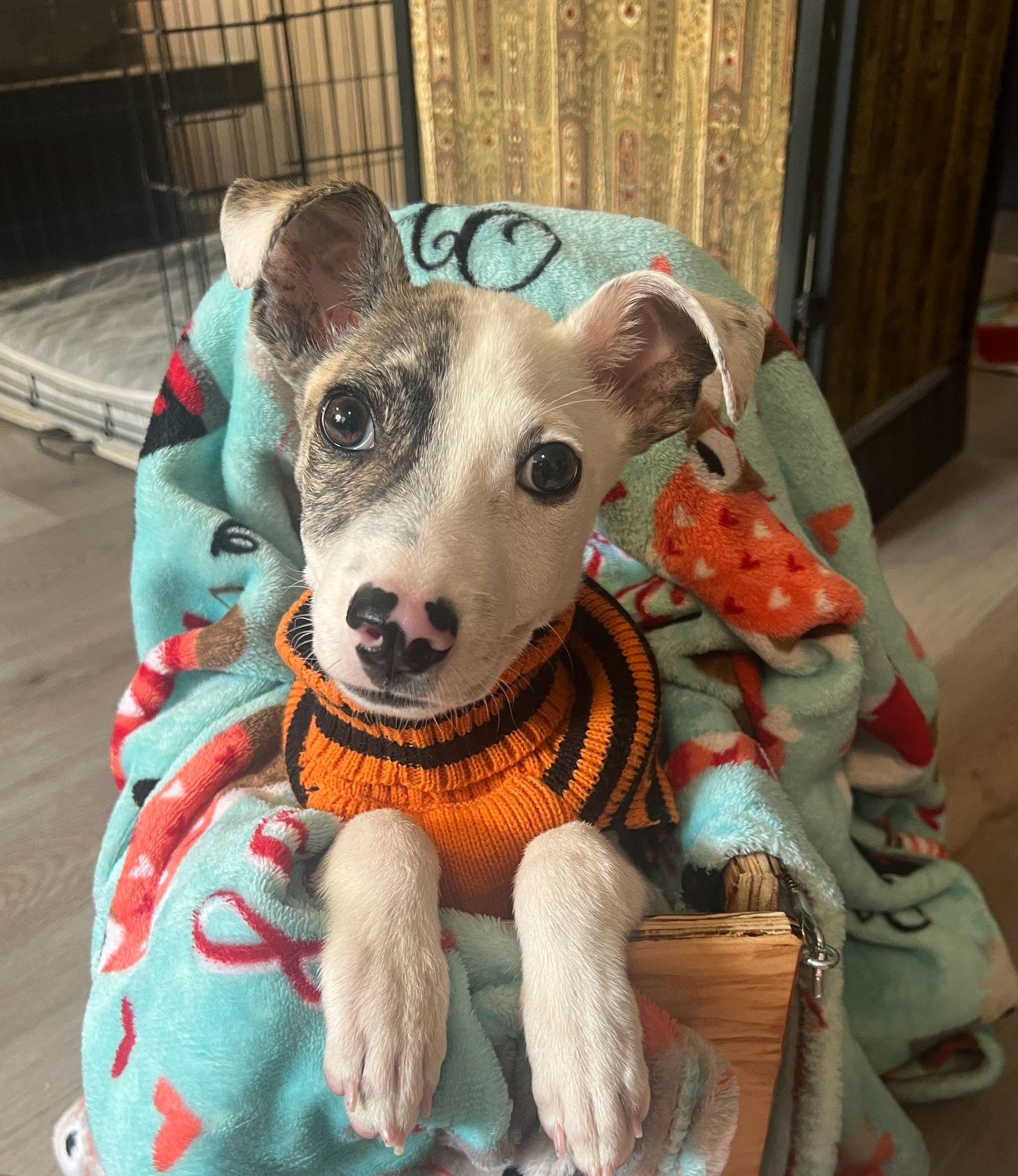 Theodore, Adoptable, Young Male Pit Bull Terrier.