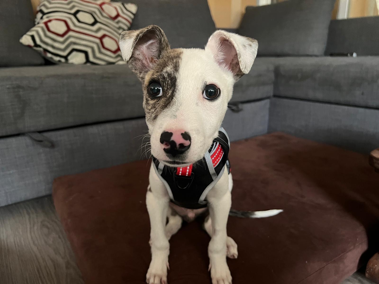 Theodore, a Adoptable Pit Bull Terrier in San Diego, CA image 2/5