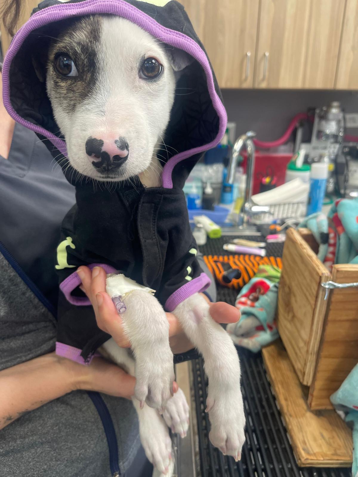 Theodore, a Adoptable Pit Bull Terrier in San Diego, CA image 3/5