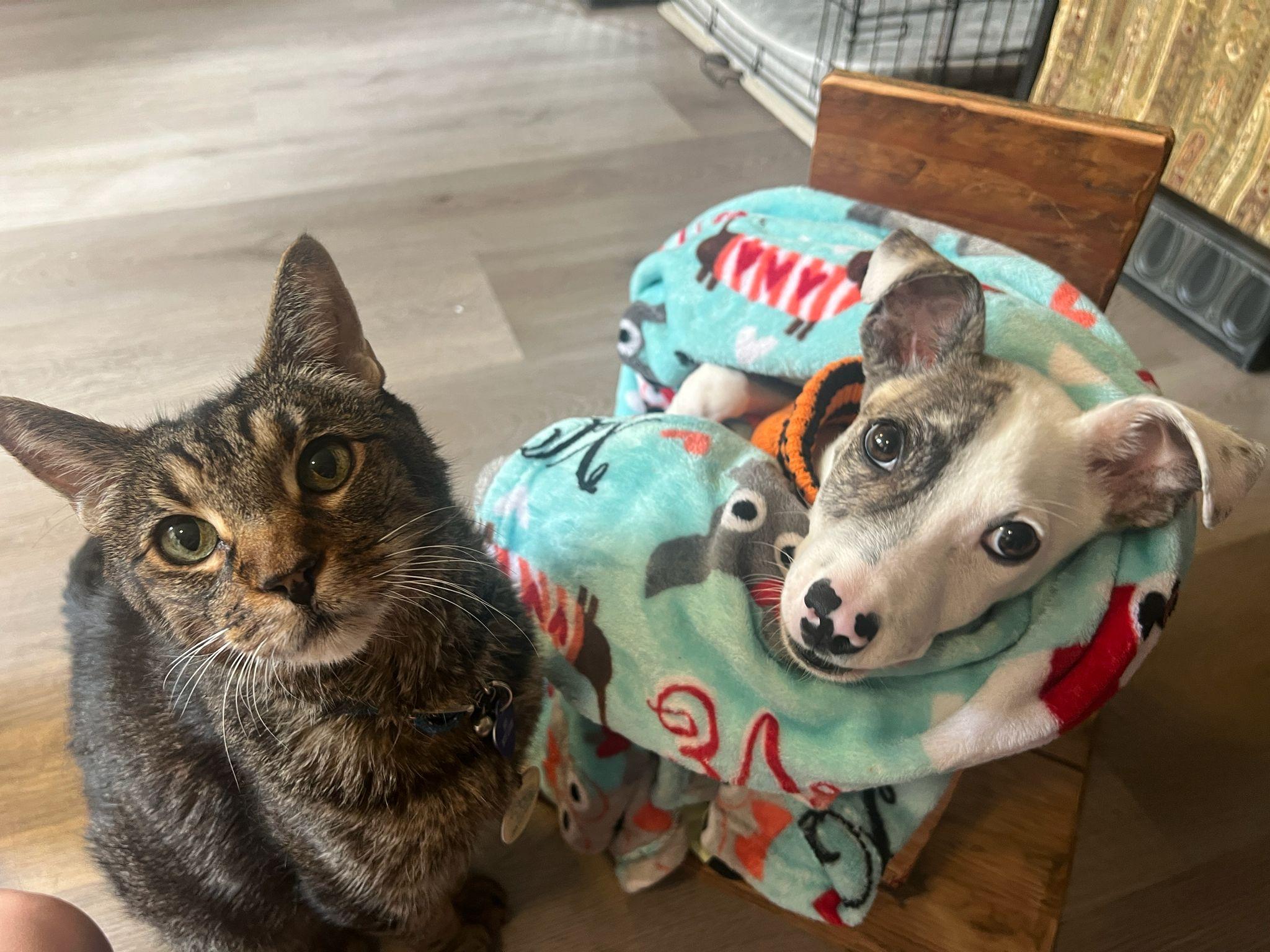 Theodore, a Adoptable Pit Bull Terrier in San Diego, CA image 4/5