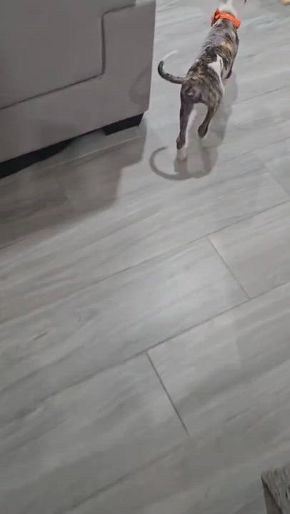 Enlarge Theodore, a Adoptable Pit Bull Terrier in San Diego, CA video 5/5