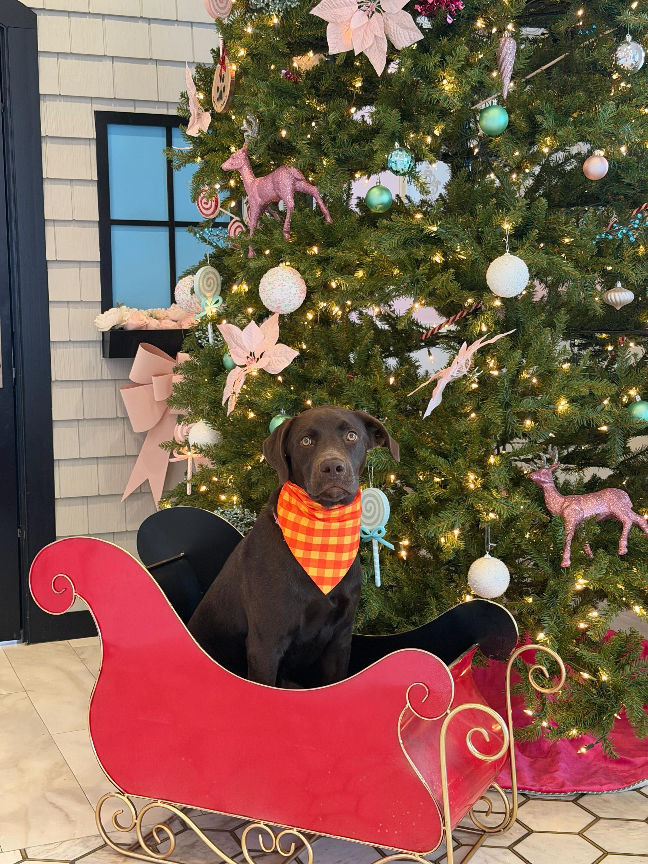 Enlarge Baker , a ADOPTABLE Chocolate Labrador Retriever in O'Fallon, MO image 1/1