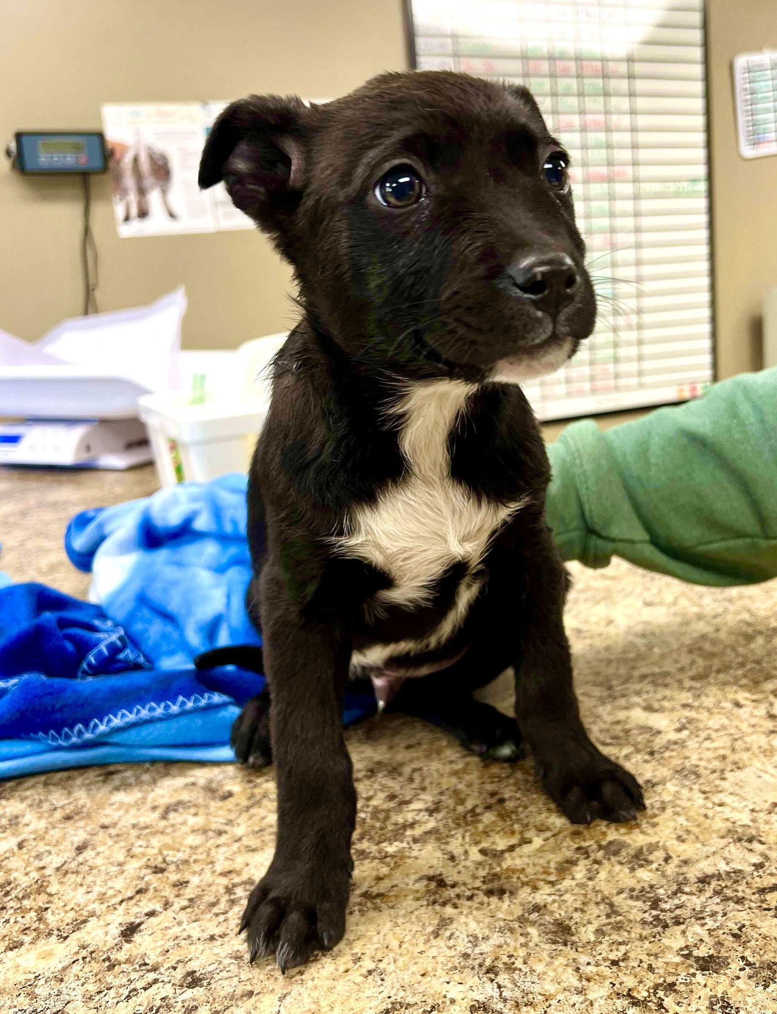 Blizzard, Adopted, Puppy Male Border Collie.