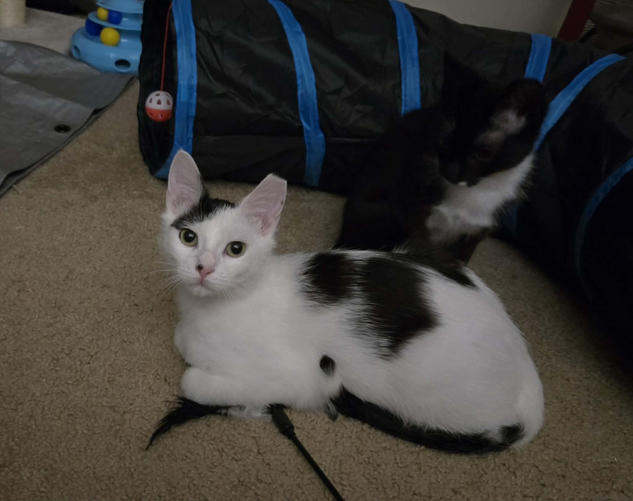 Enlarge Veep (f) & Snowfall (m), a ADOPTABLE Domestic Short Hair in Milwaukee, WI image 3/6