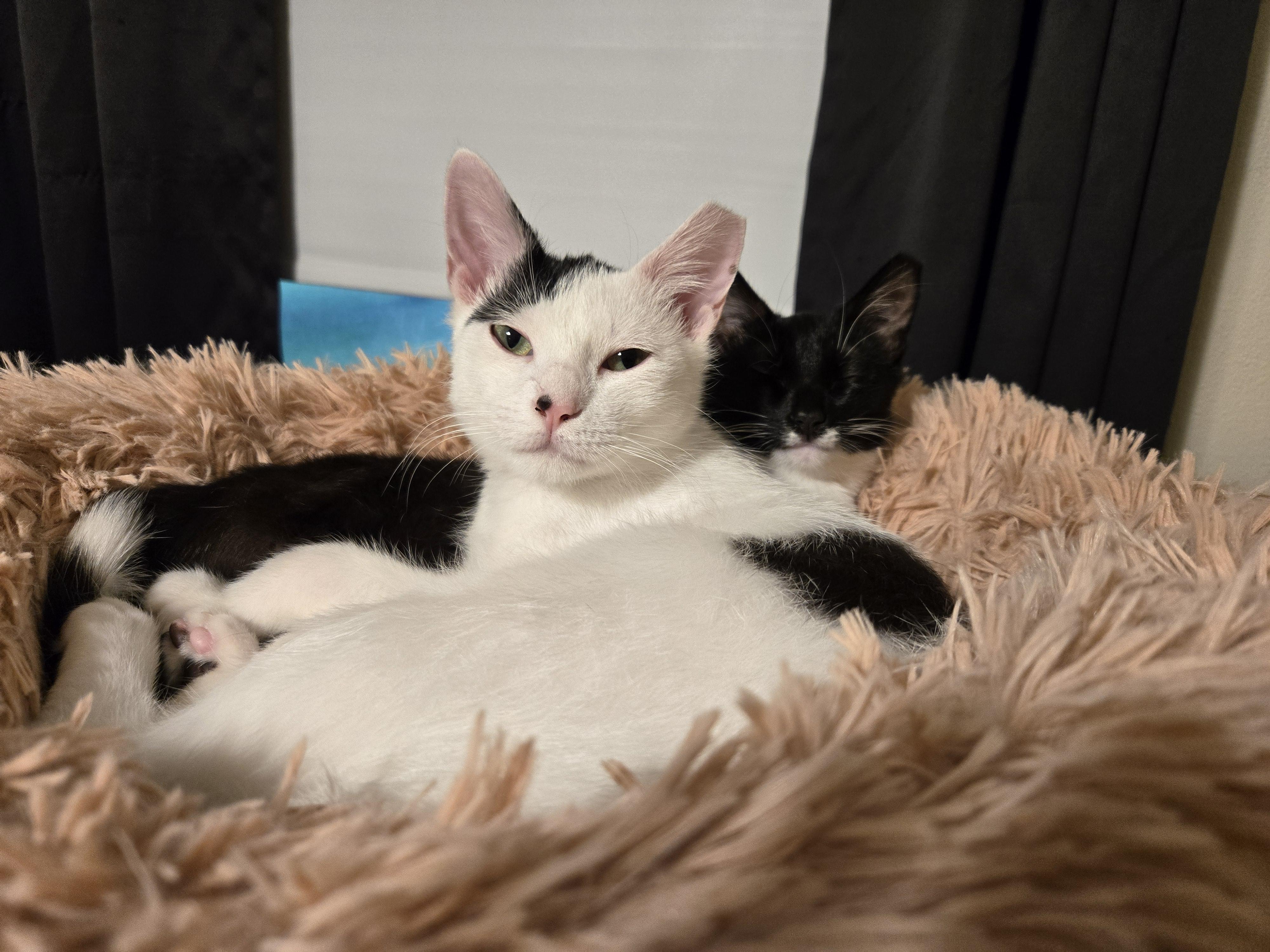 Enlarge Veep (f) & Snowfall (m), a ADOPTABLE Domestic Short Hair in Milwaukee, WI image 2/6
