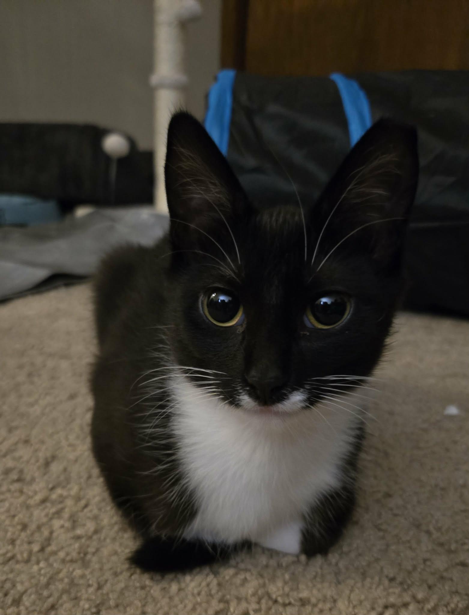 Enlarge Veep (f) & Snowfall (m), a ADOPTABLE Domestic Short Hair in Milwaukee, WI image 5/6
