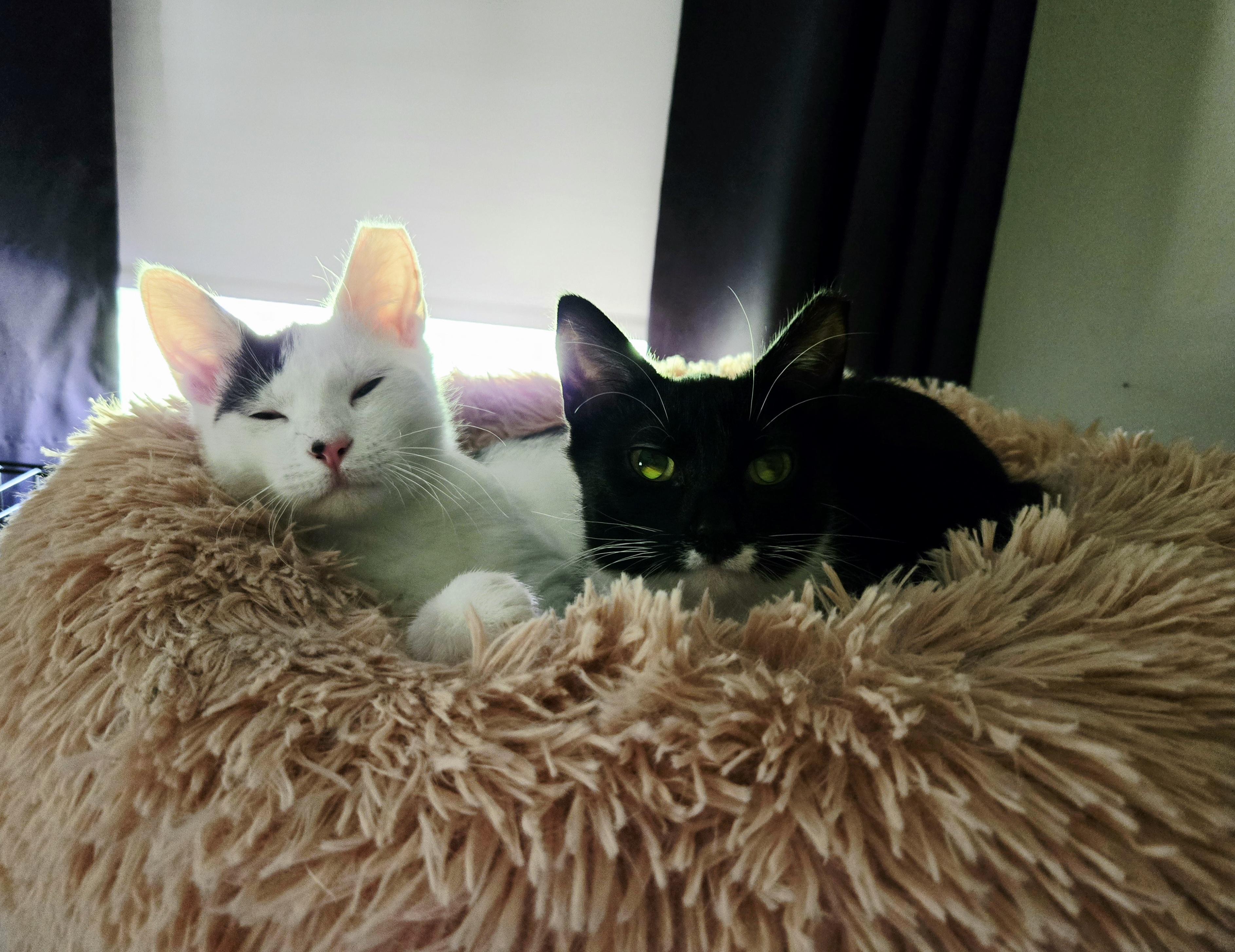 Enlarge Veep (f) & Snowfall (m), a ADOPTABLE Domestic Short Hair in Milwaukee, WI image 4/6