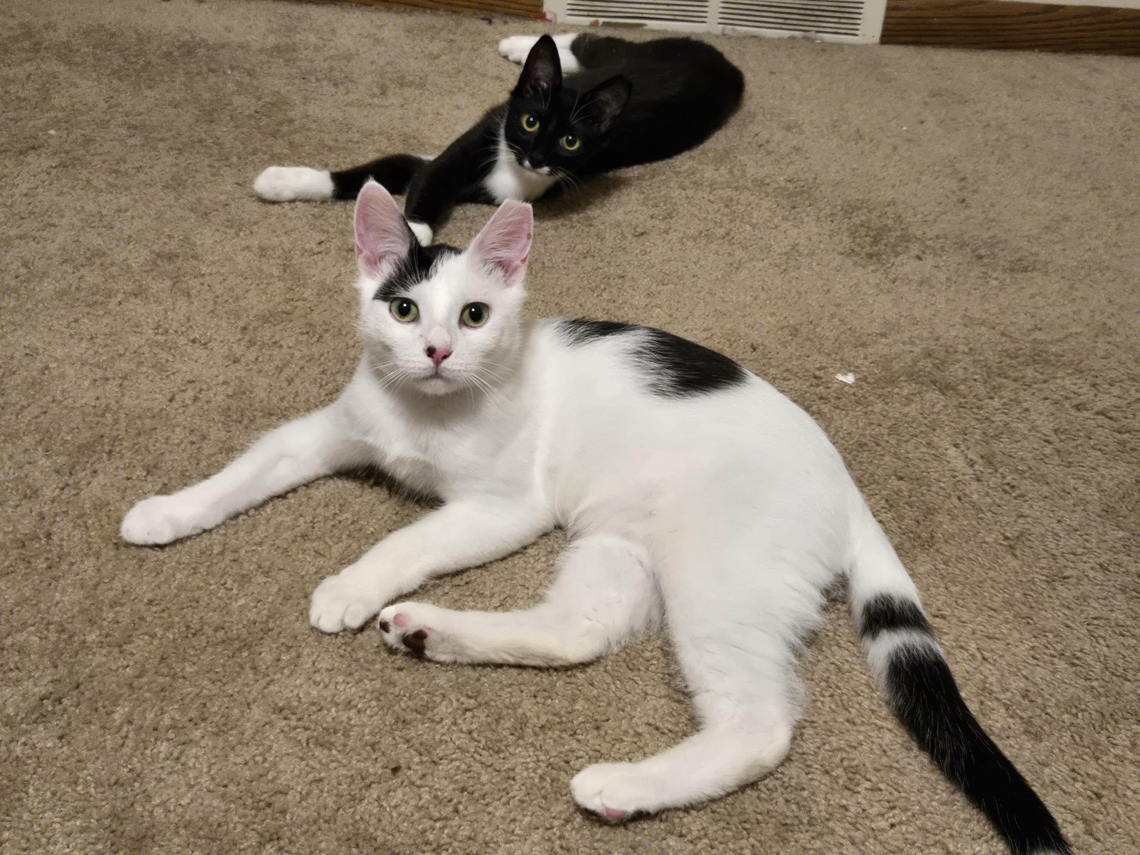 Veep (f) & Snowfall (m), ADOPTABLE, Kitten Male Domestic Short Hair.