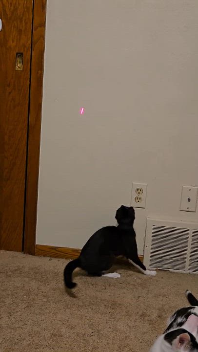 Enlarge Veep (f) & Snowfall (m), a ADOPTABLE Domestic Short Hair in Milwaukee, WI video 6/6