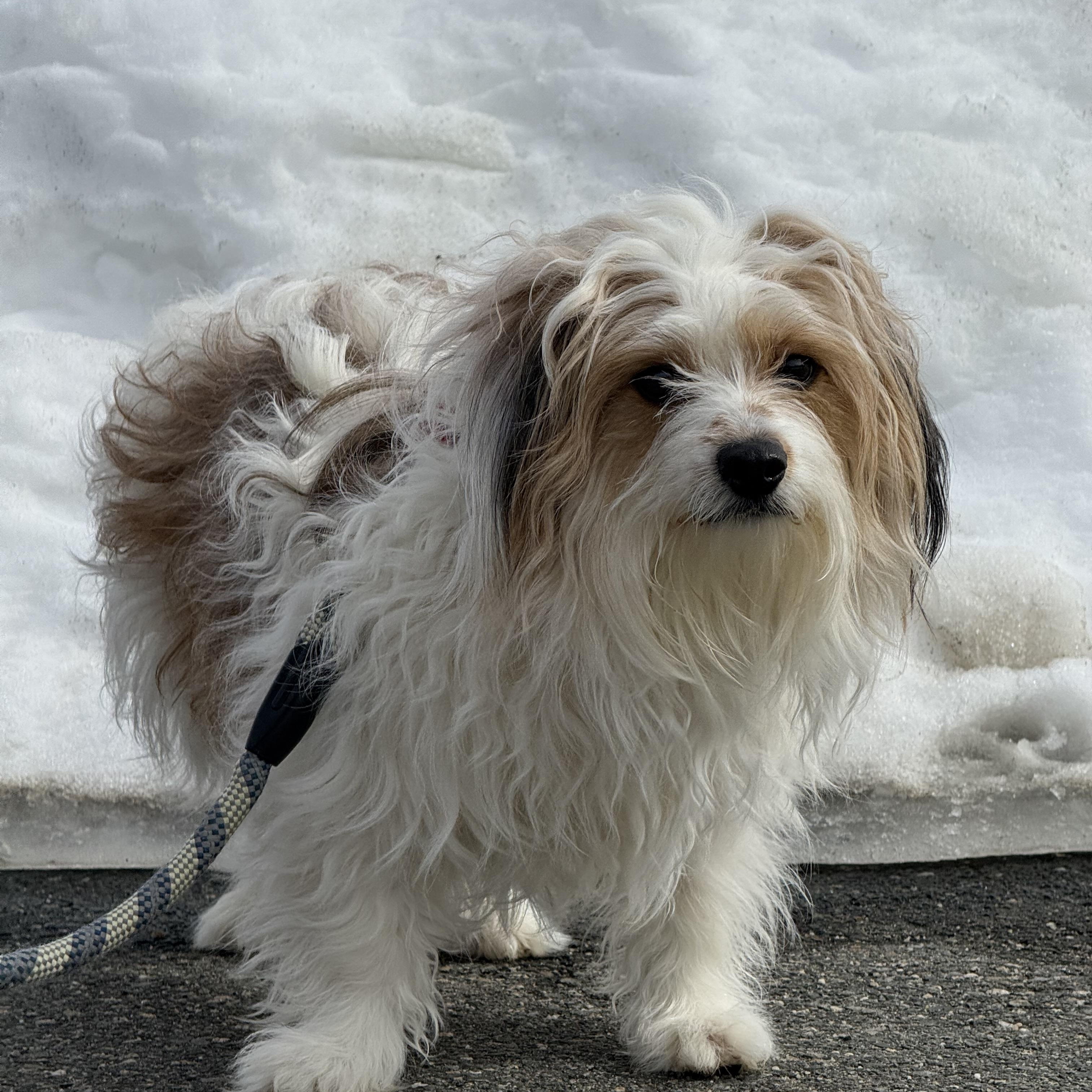 Enlarge Hercules, an adopted mixed breed in Brownsville, VT image 1/1