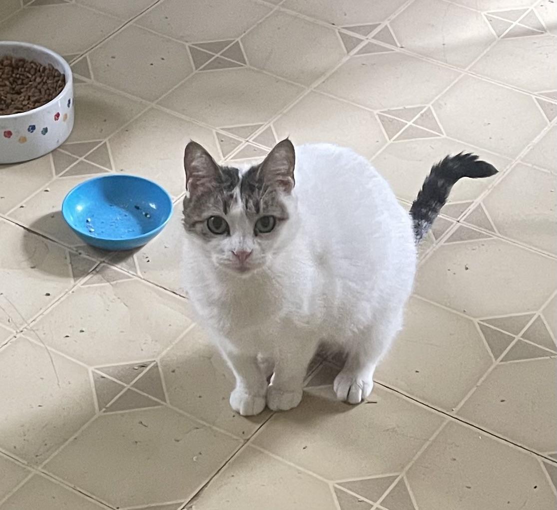 Lilly, Adoptable, Young Female Domestic Short Hair.