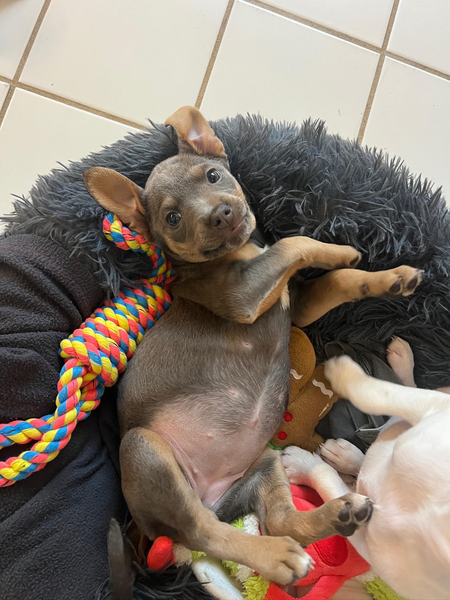 Rita, of the Mambo No 5 Puppies!, ADOPTABLE, Puppy Female Mixed Breed & Cattle Dog.