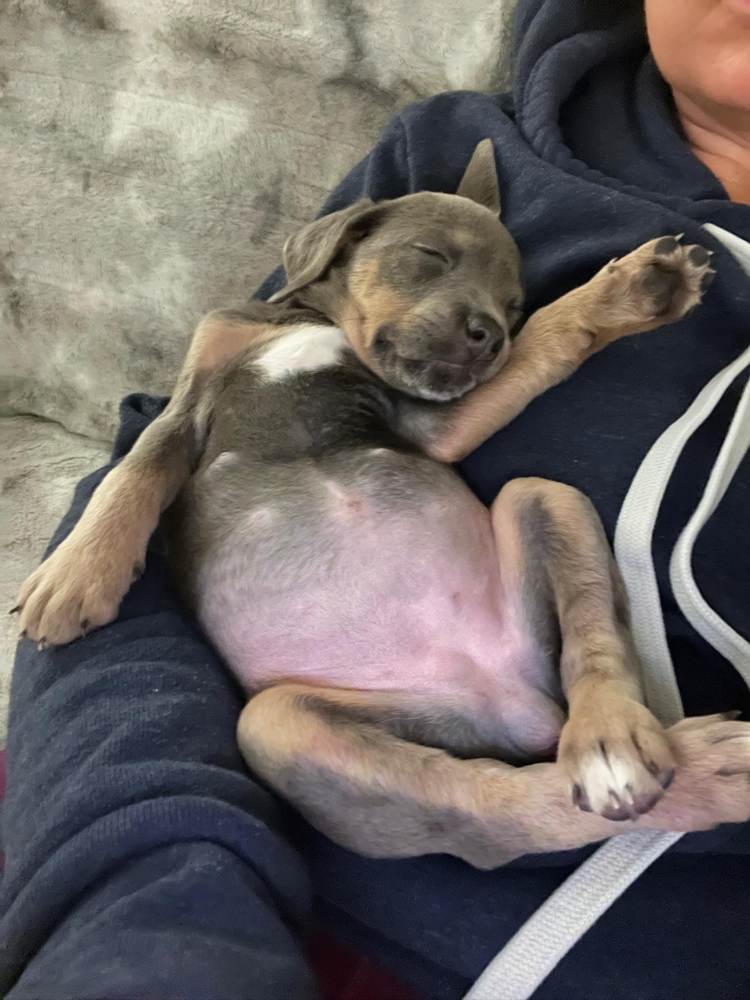 Enlarge Rita, of the Mambo No 5 Puppies!, an adopted mixed breed in New York, NY image 5/6